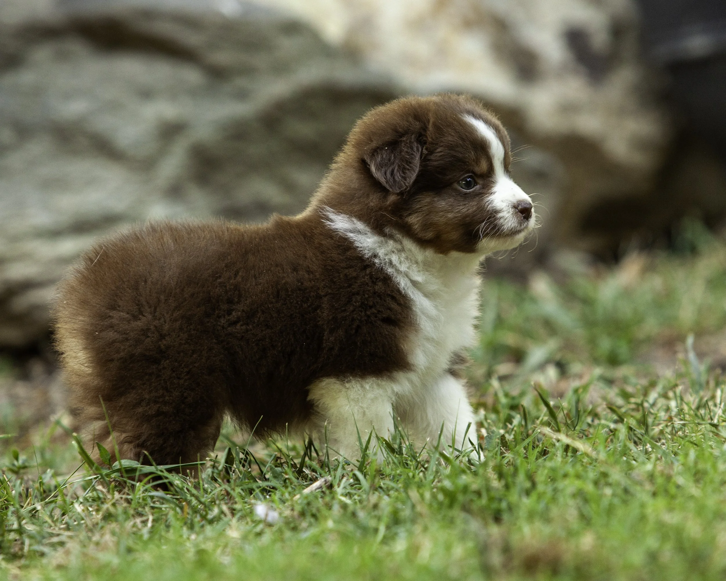 puppies6-12-7627-Edit.jpg