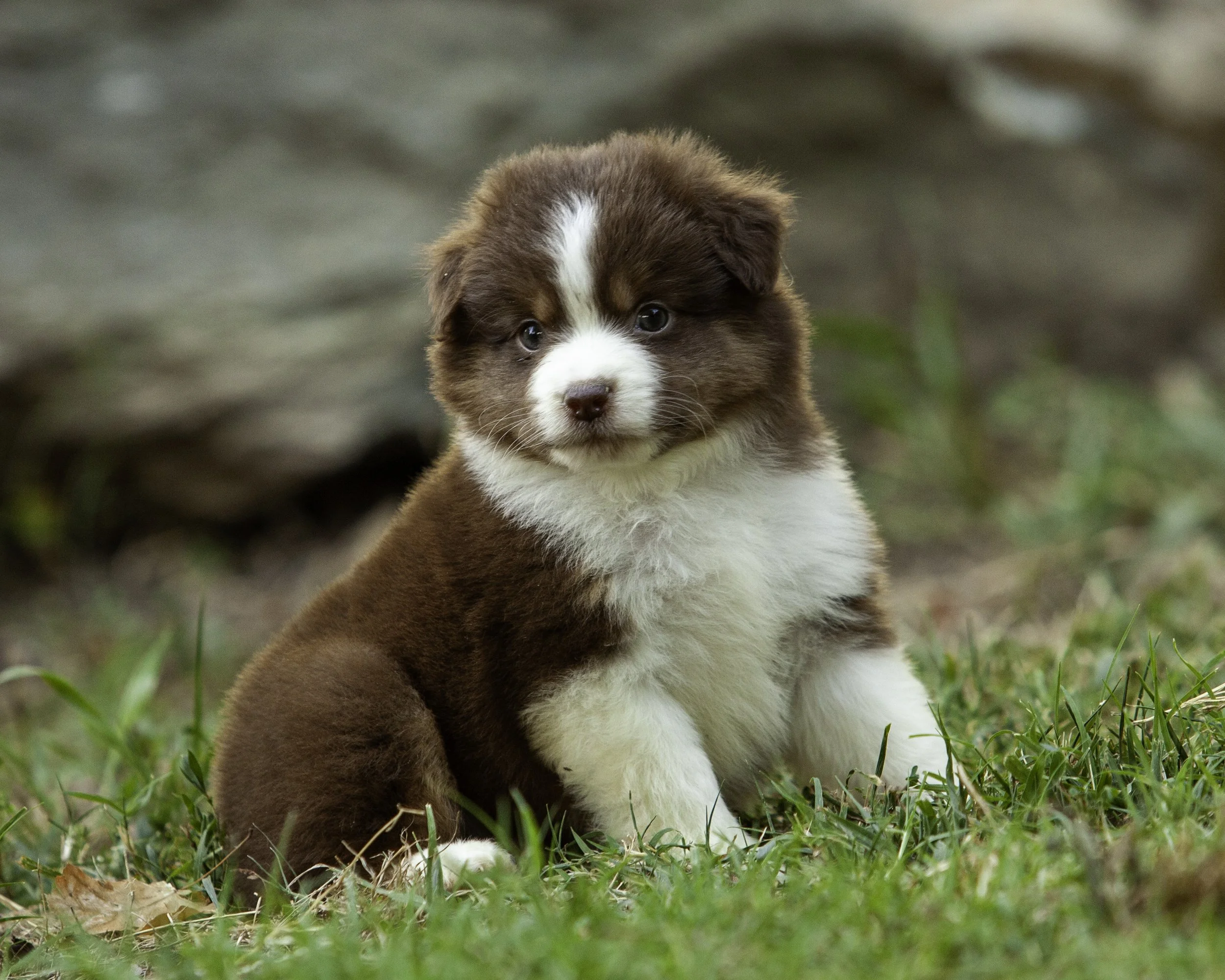 puppies6-12-7634-Edit.jpg