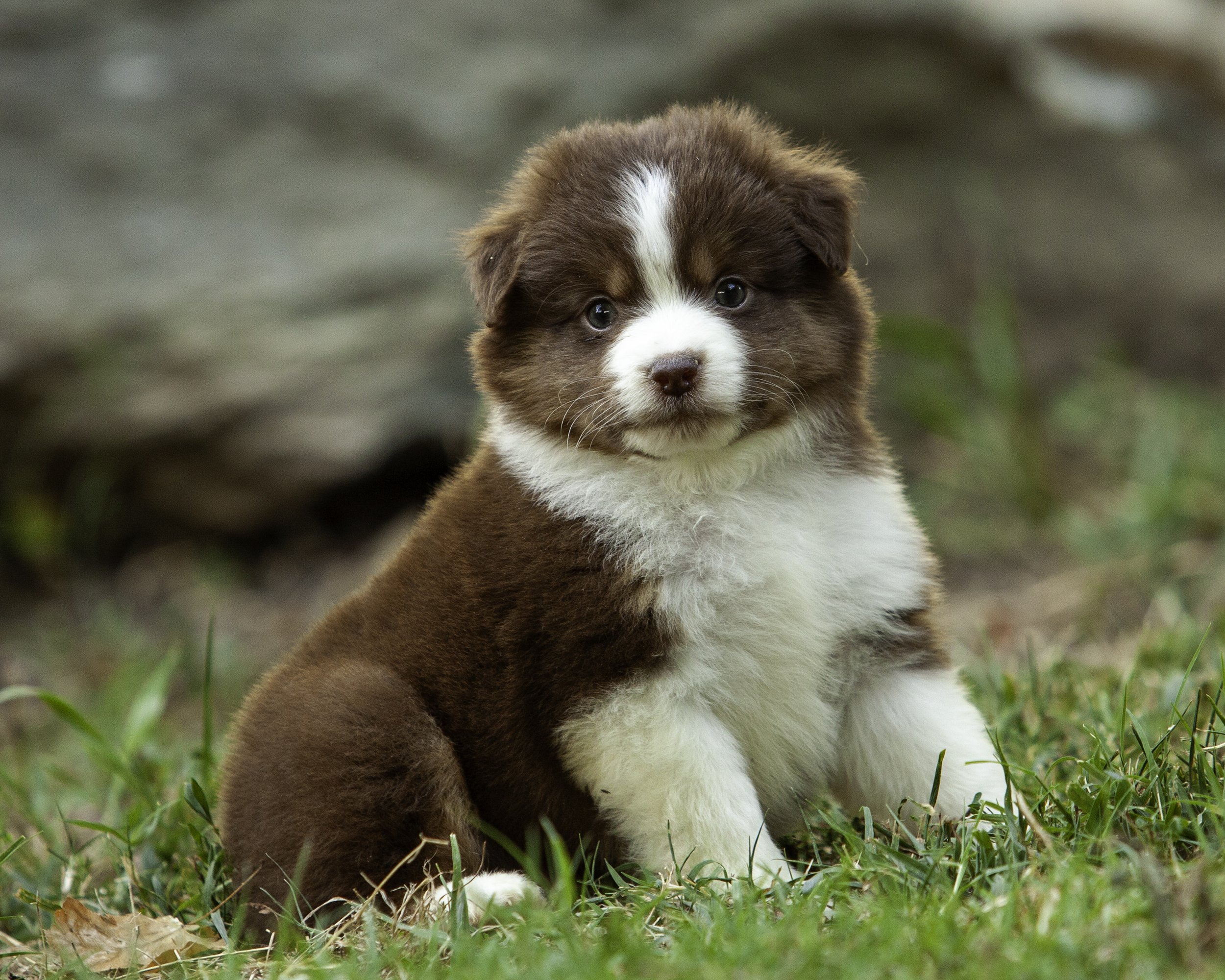 puppies6-12-7635-Edit.jpg