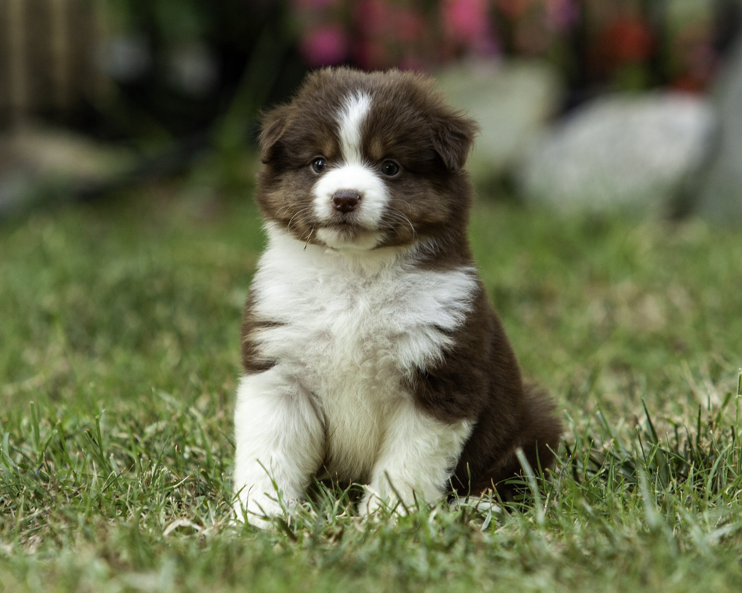 puppies6-12-7637-Edit.jpg