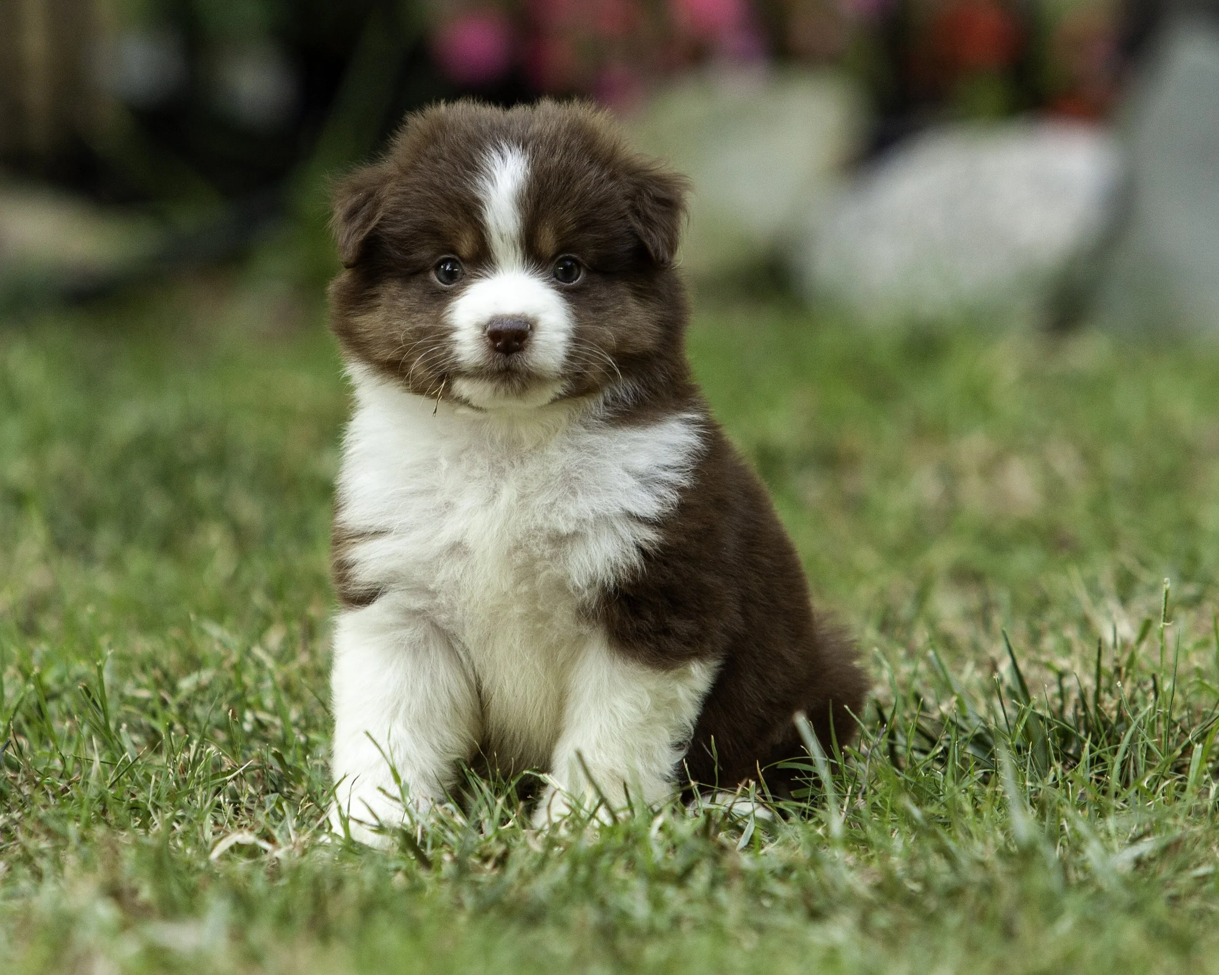 puppies6-12-7641-Edit.jpg