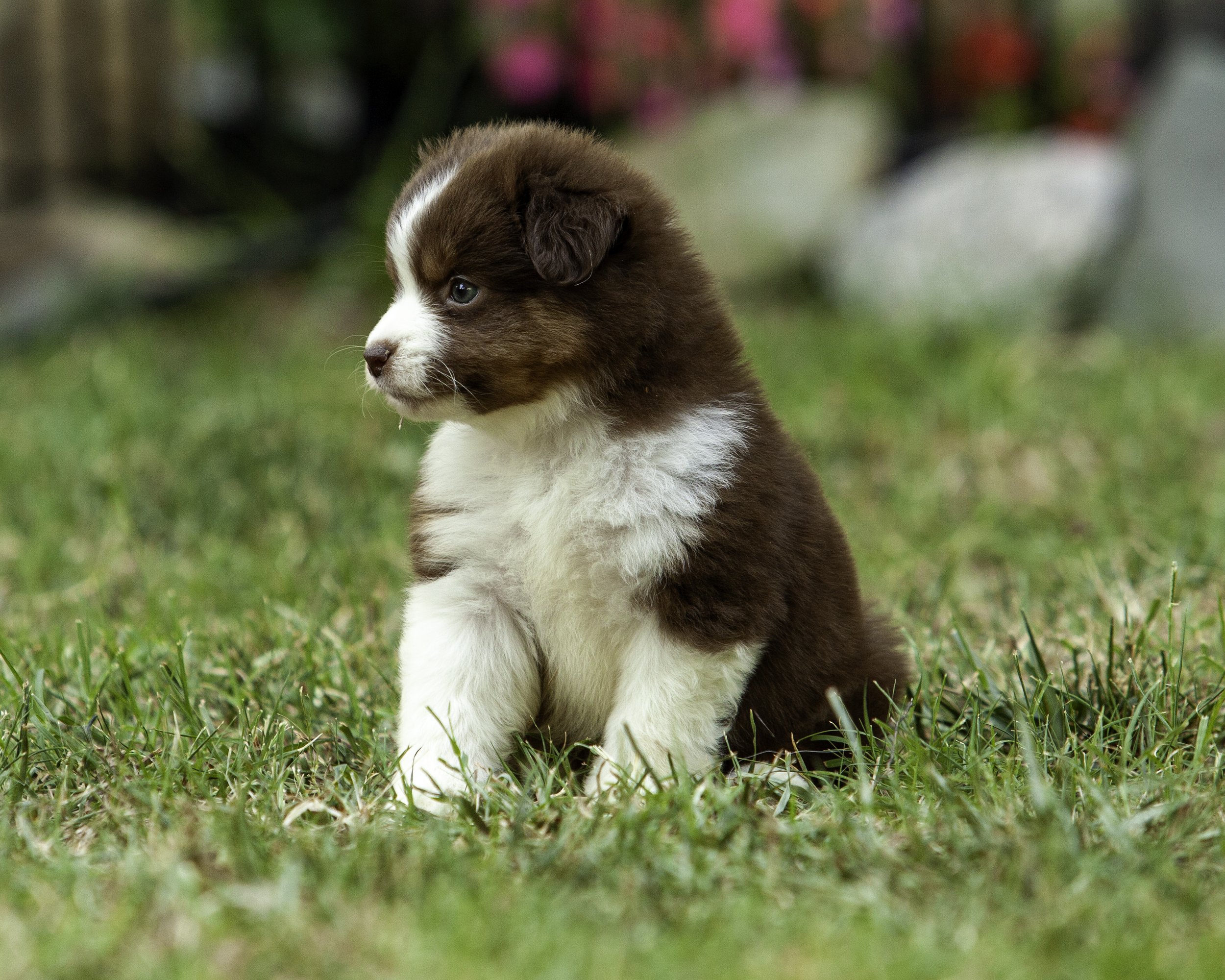 puppies6-12-7639-Edit.jpg