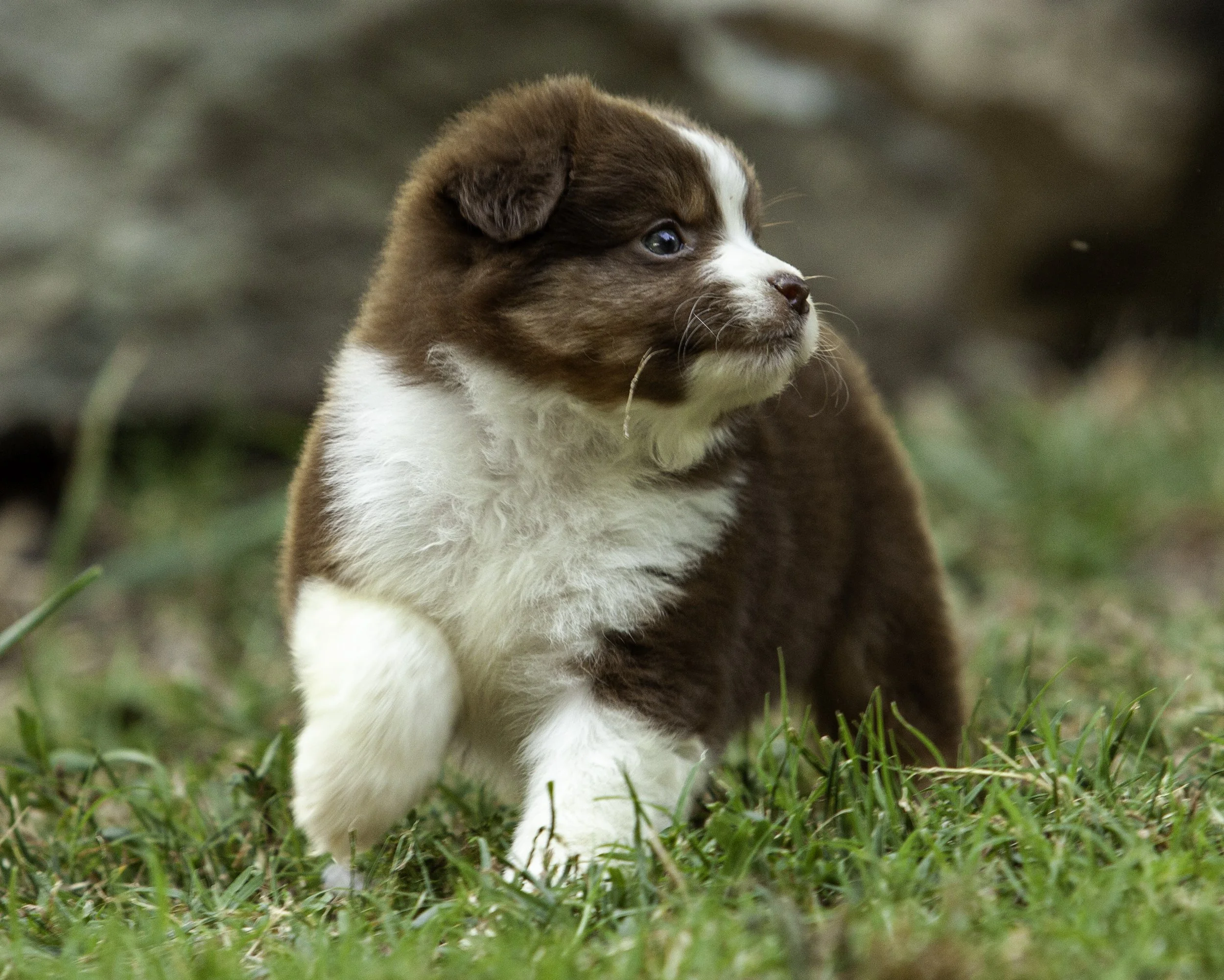 puppies6-12-7651-Edit.jpg
