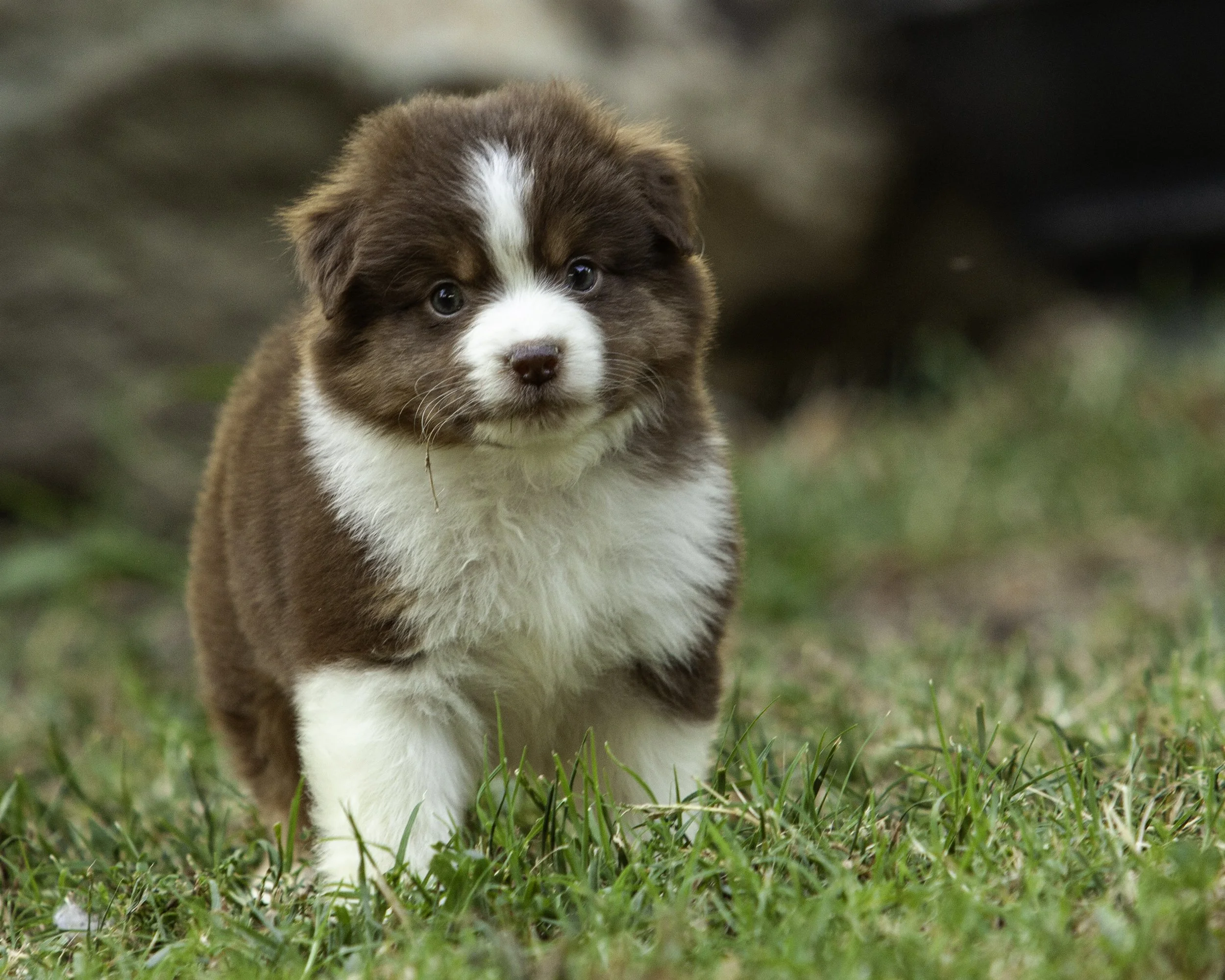 puppies6-12-7655-Edit.jpg