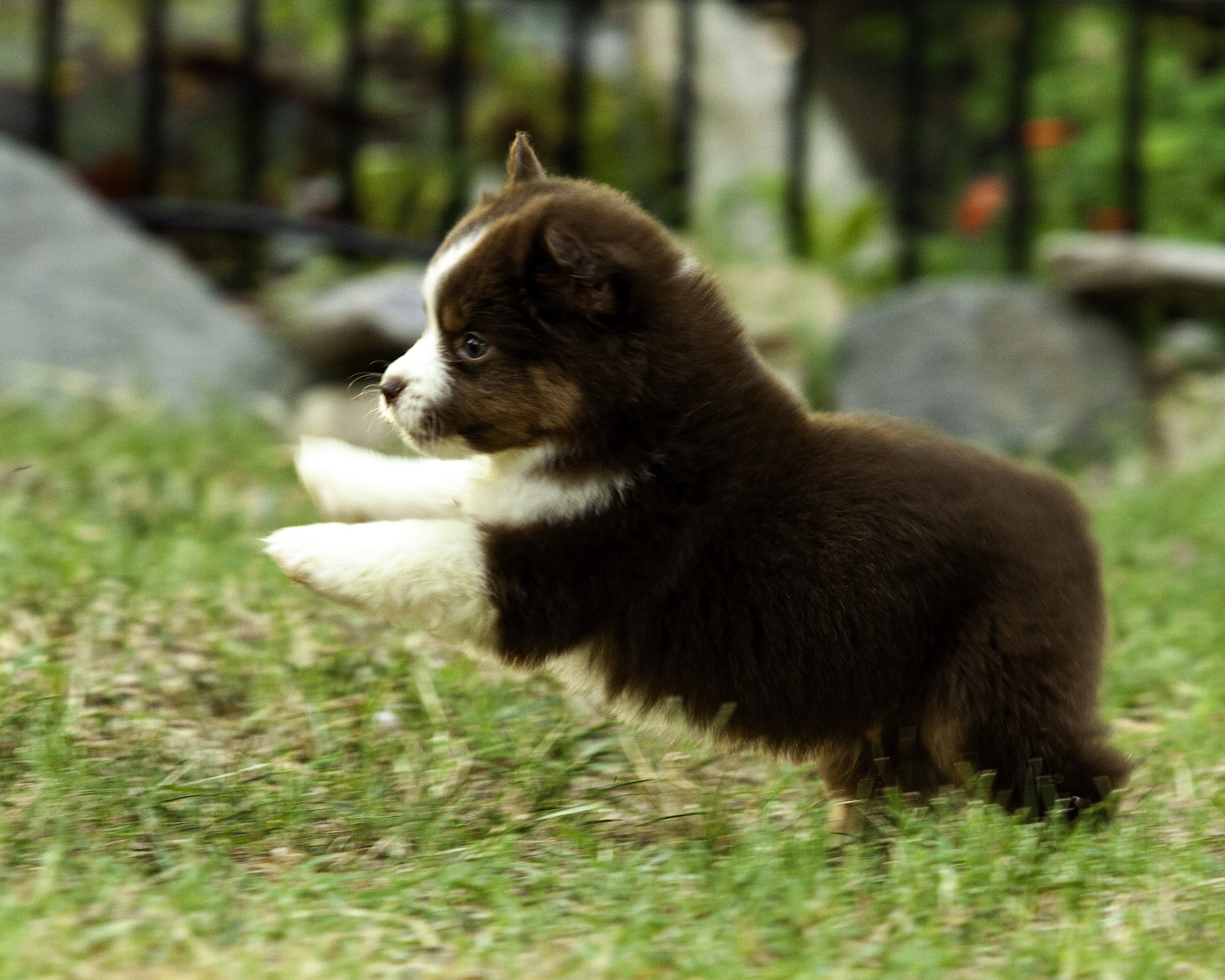 puppies6-12-7668-Edit.jpg