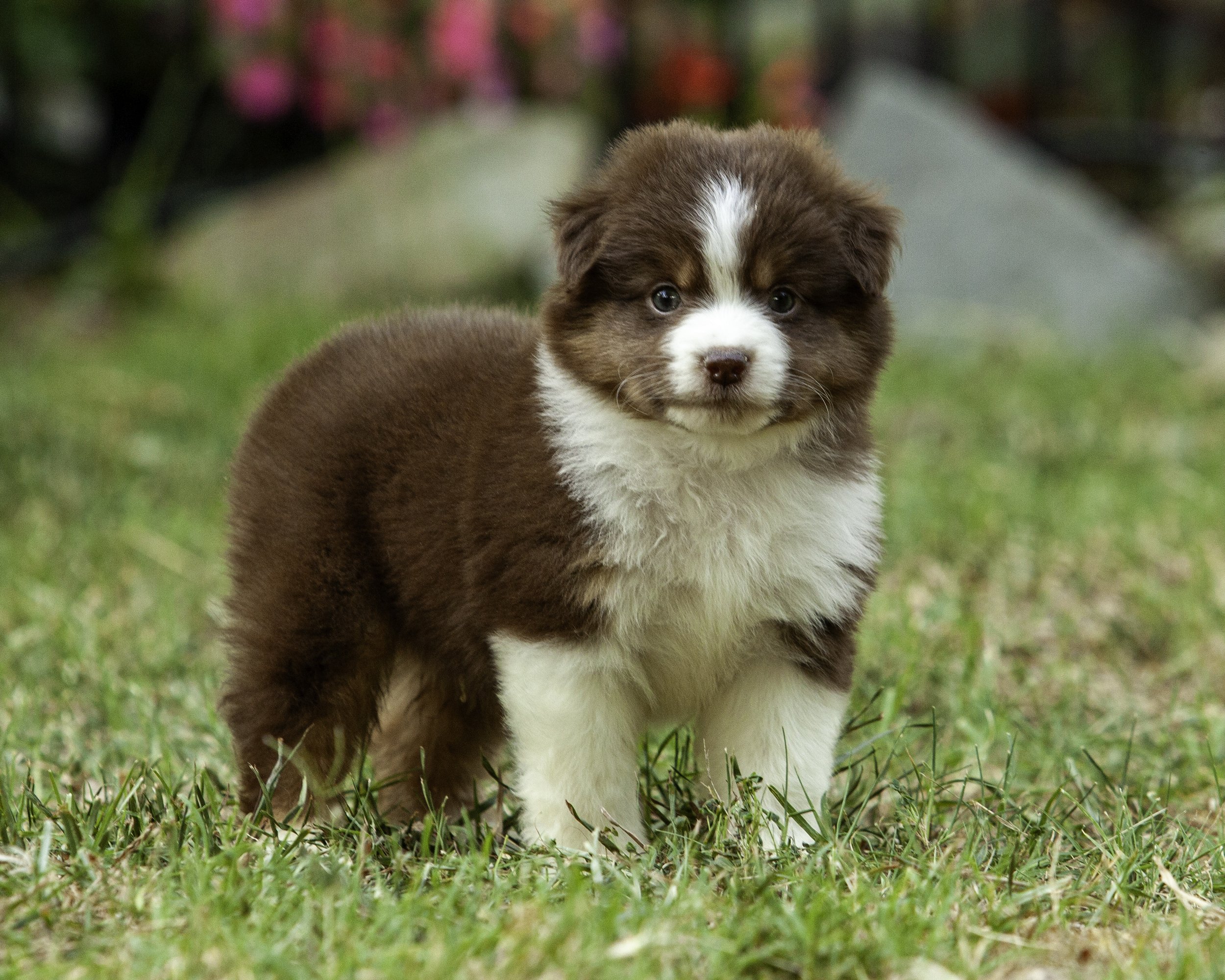 puppies6-12-7672-Edit.jpg