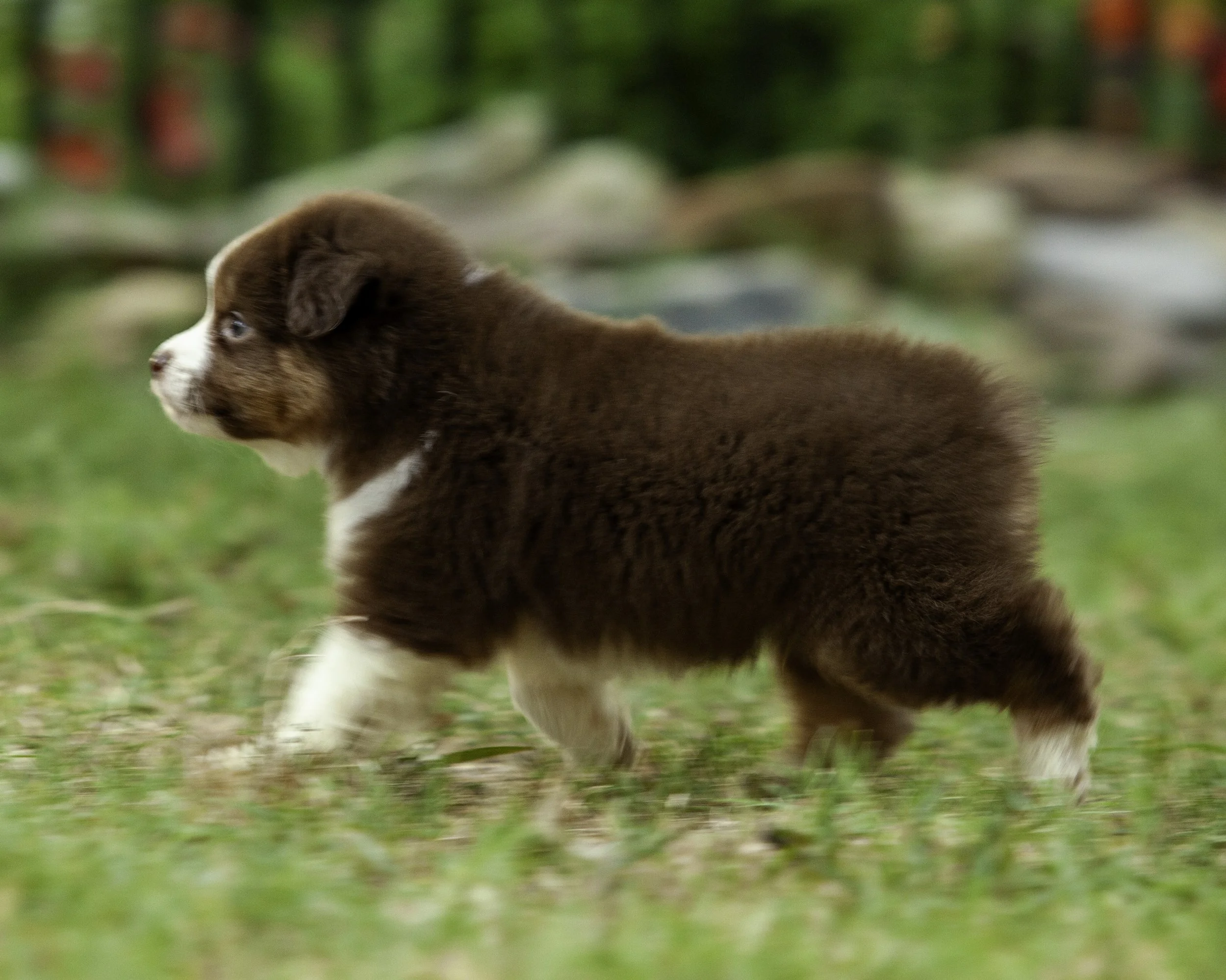 puppies6-12-7690-Edit.jpg