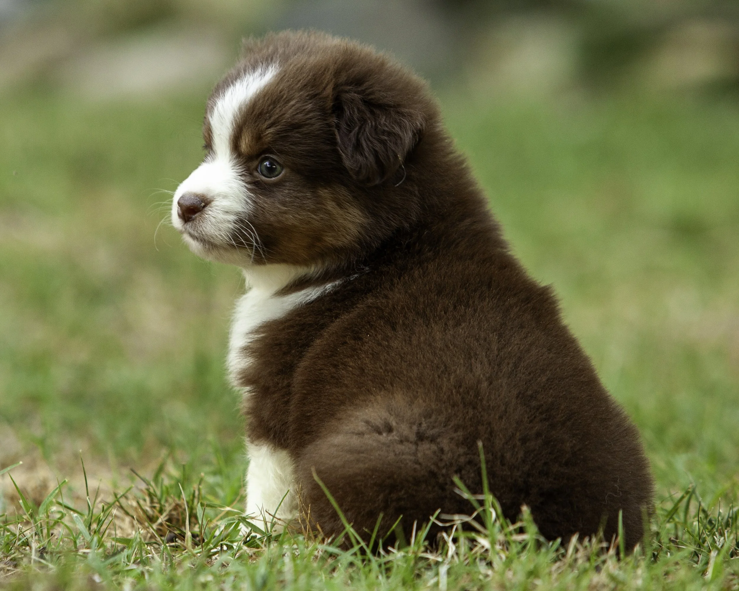 puppies6-12-7693-Edit.jpg