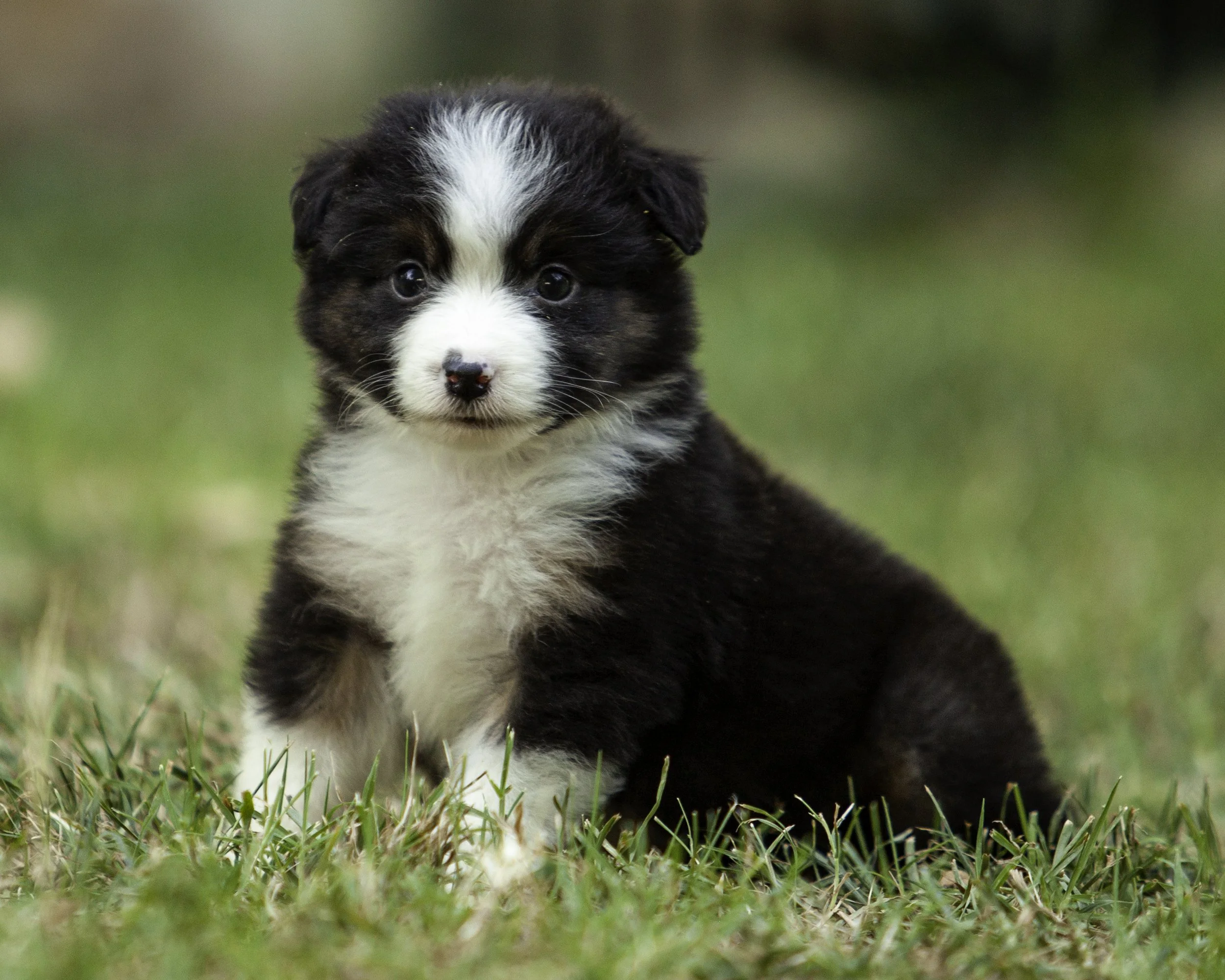 puppies6-12-7704-Edit.jpg