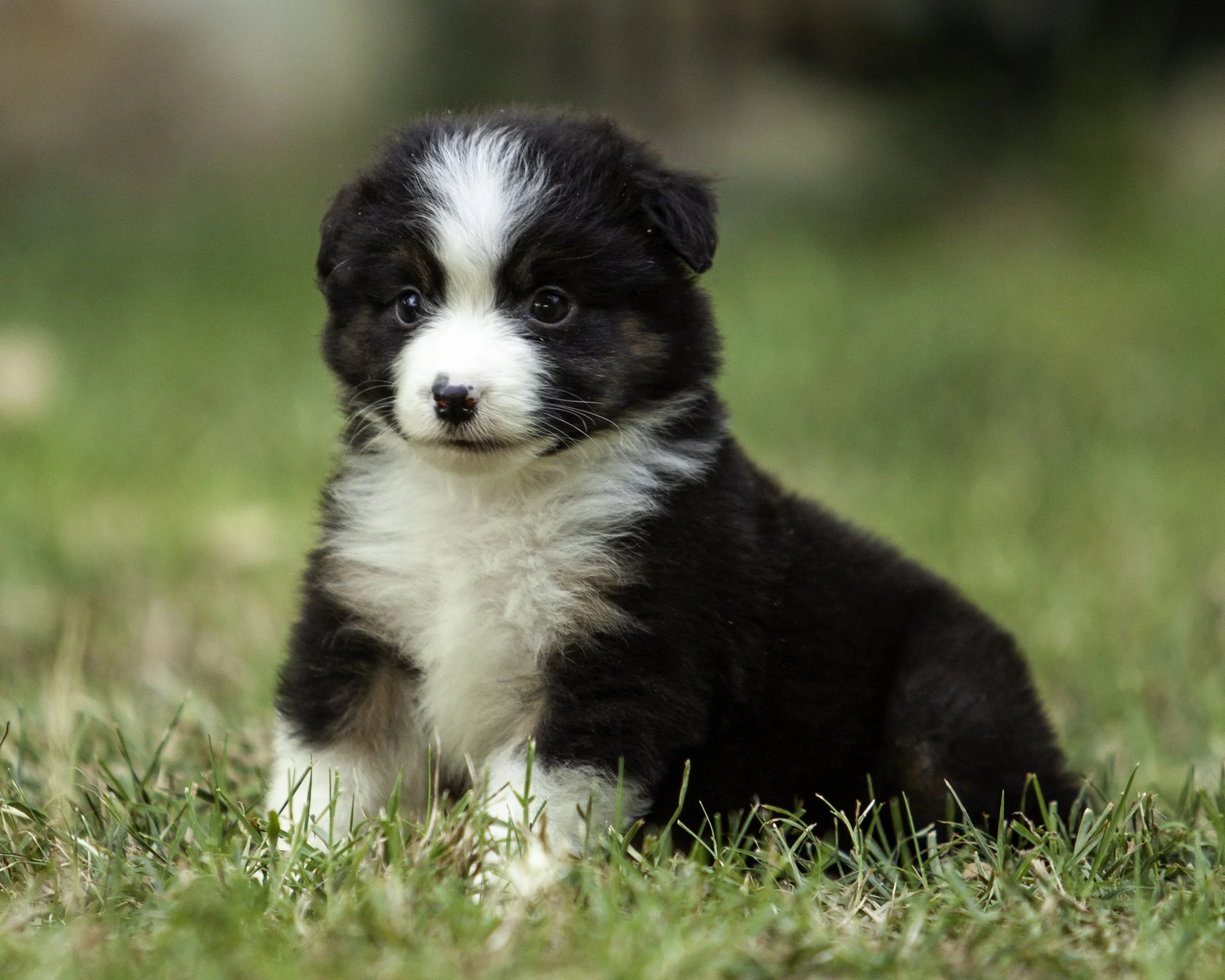 puppies6-12-7703-Edit.jpg