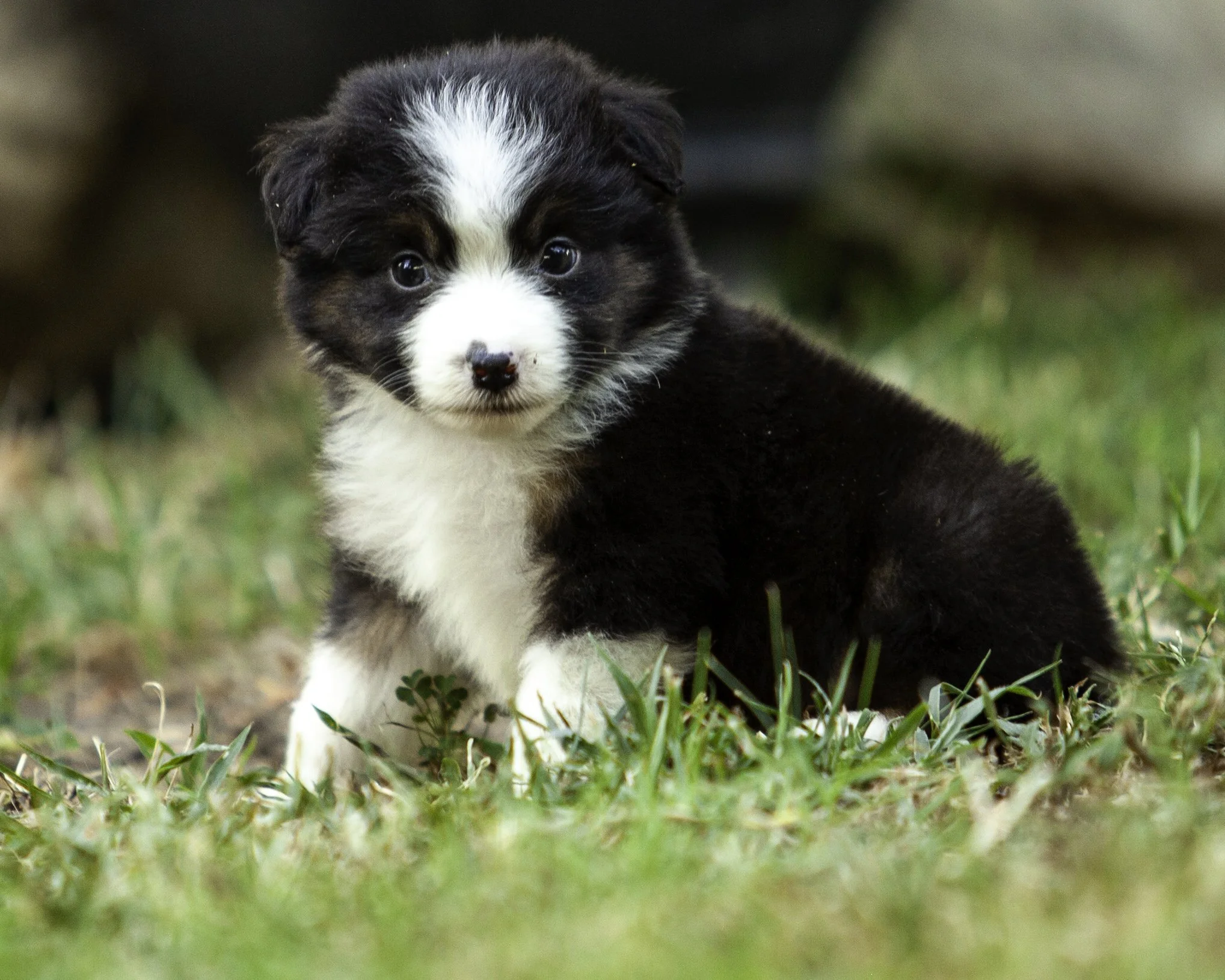 puppies6-12-7710-Edit.jpg