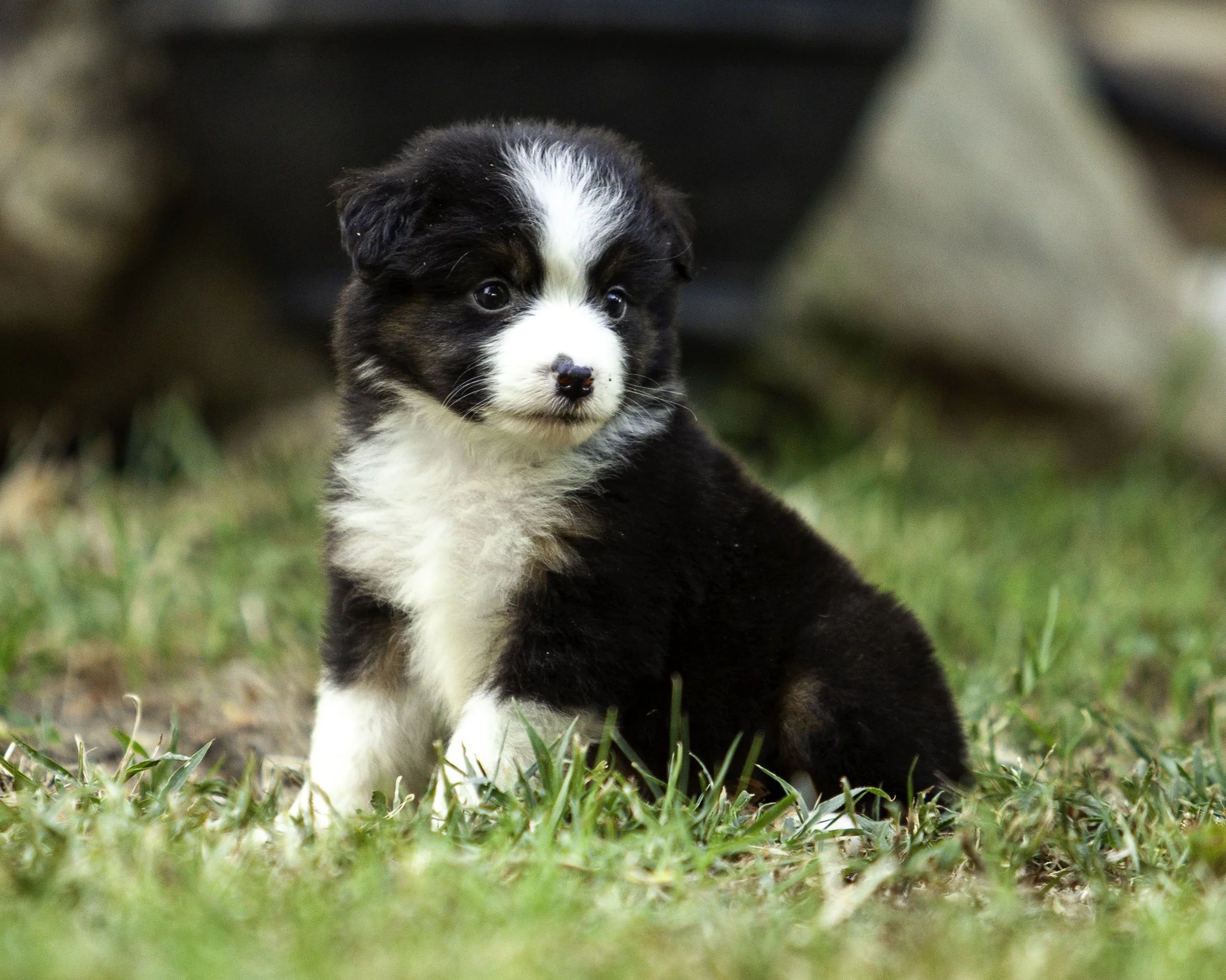 puppies6-12-7713-Edit.jpg