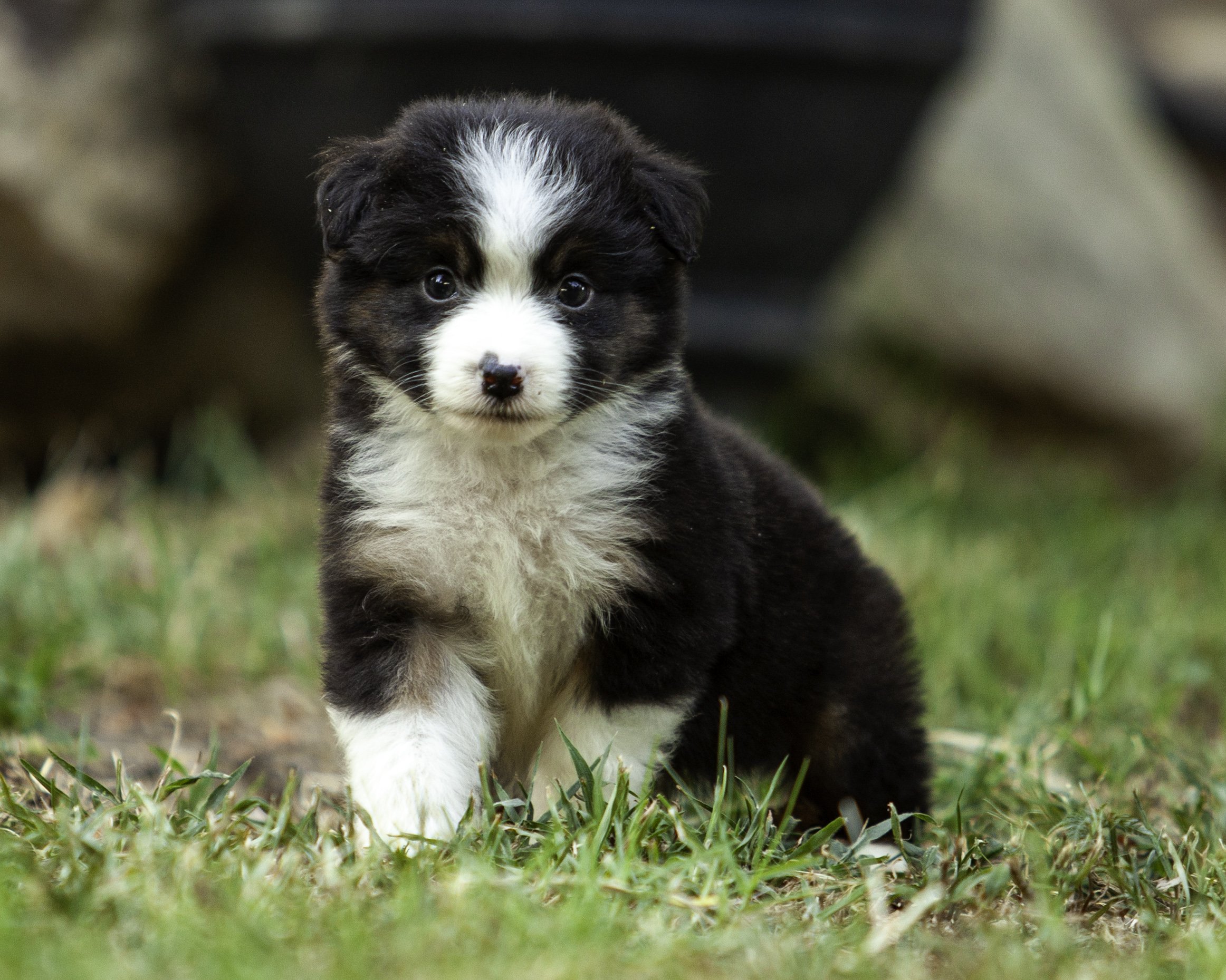 puppies6-12-7715-Edit.jpg
