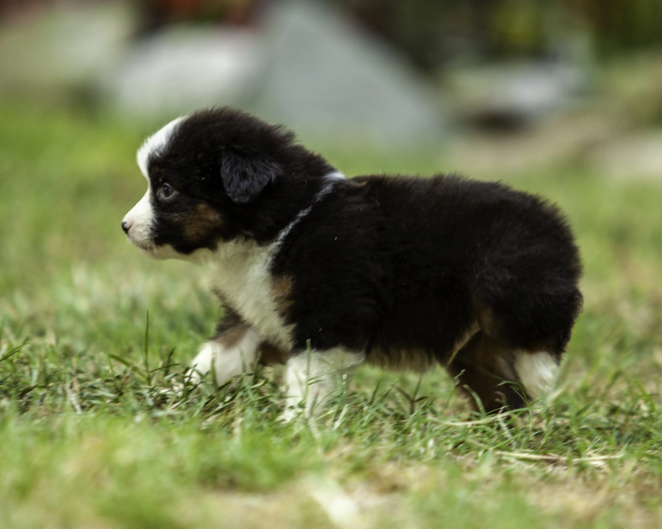 puppies6-12-7719-Edit.jpg