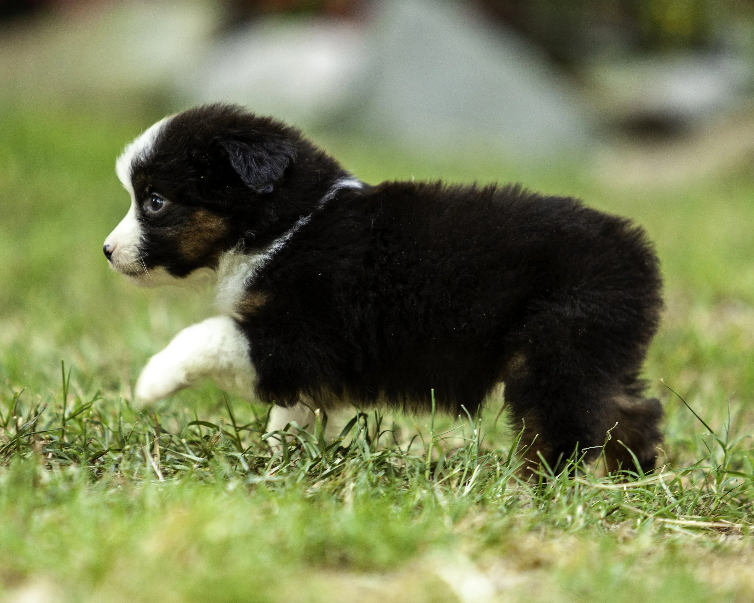 puppies6-12-7720-Edit.jpg