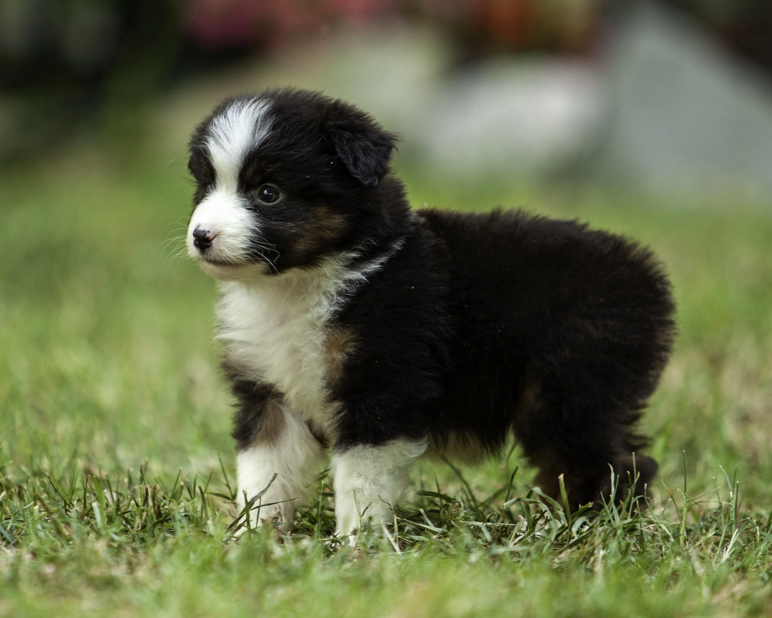 puppies6-12-7723-Edit.jpg