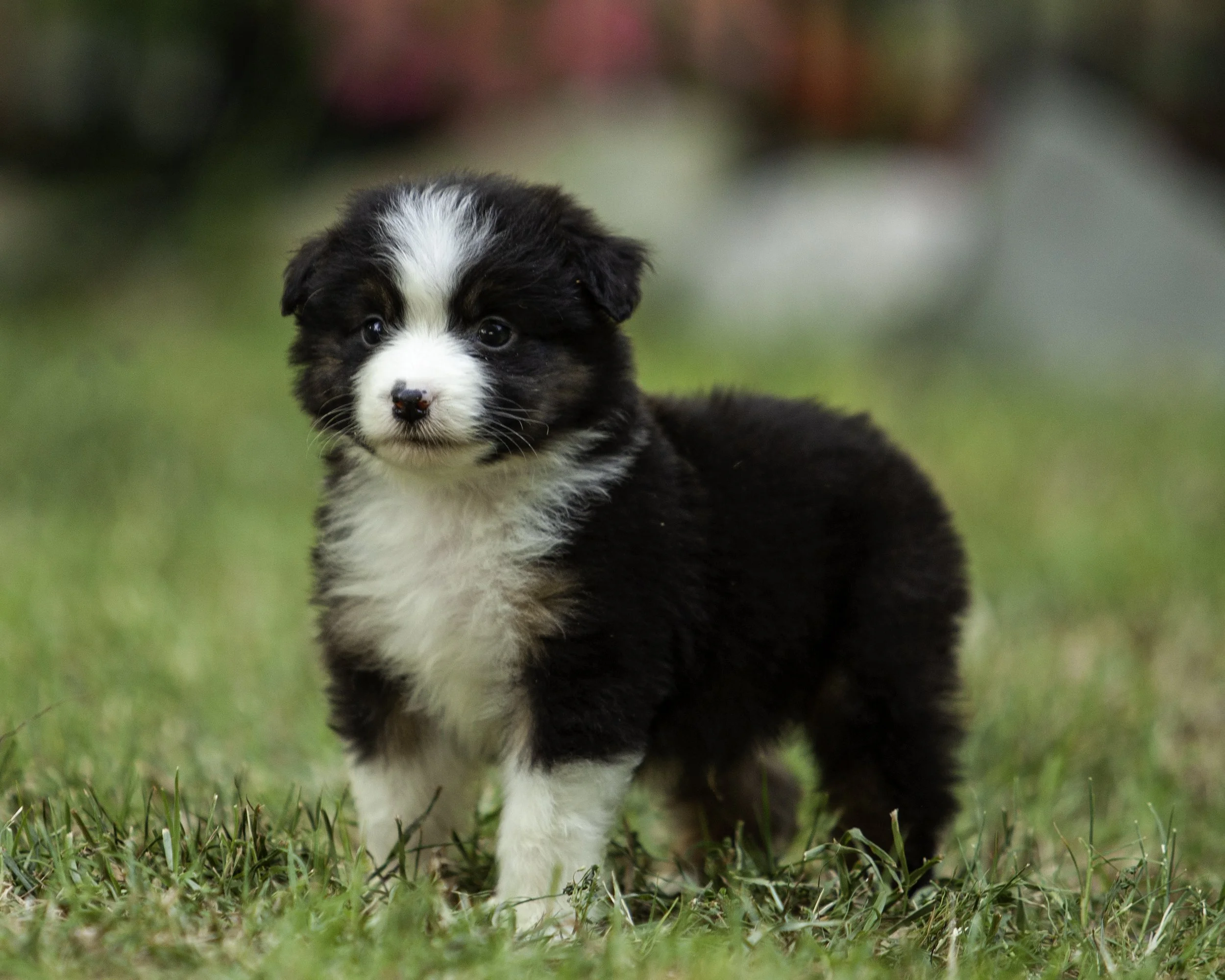 puppies6-12-7727-Edit.jpg