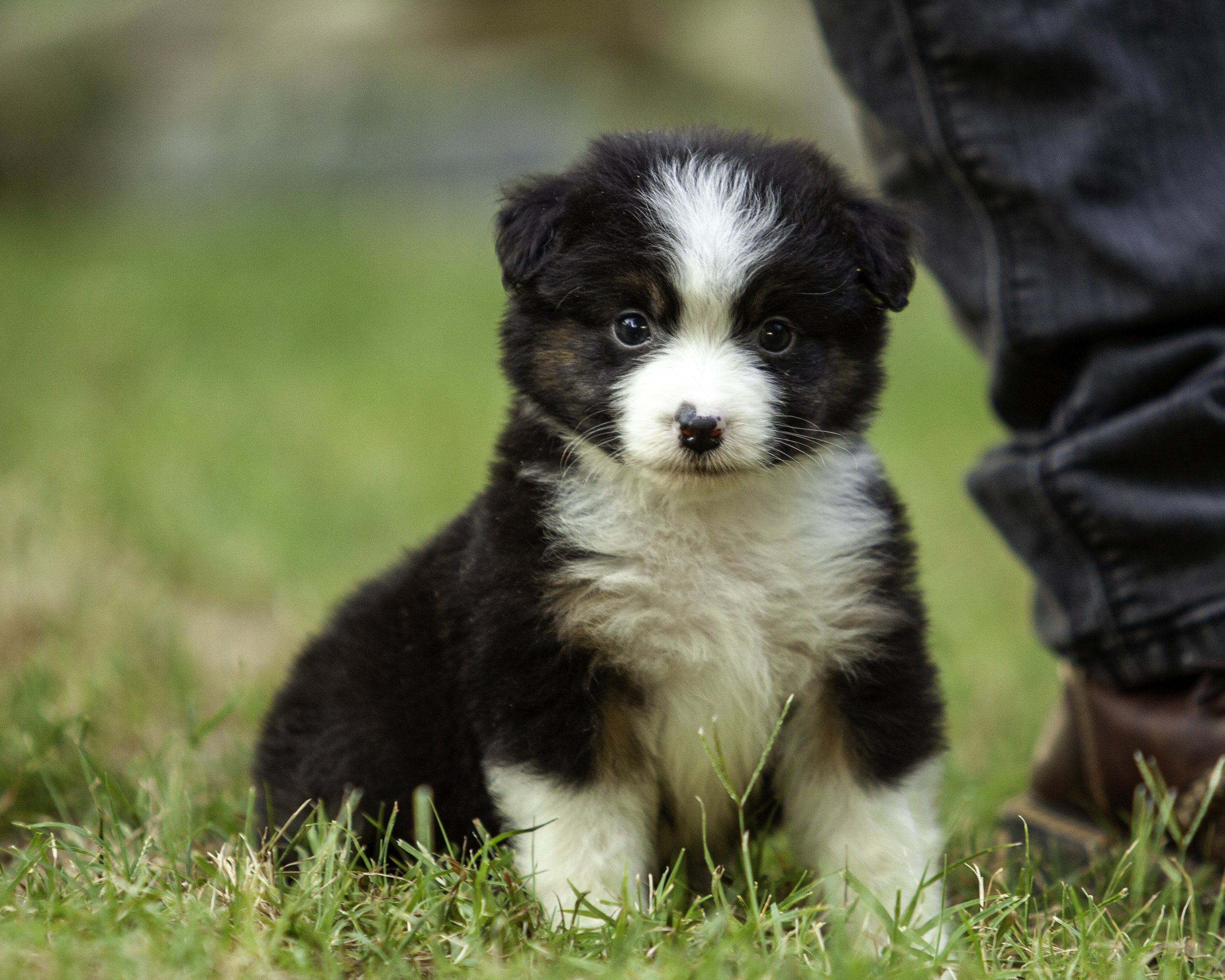 puppies6-12-7744-Edit.jpg