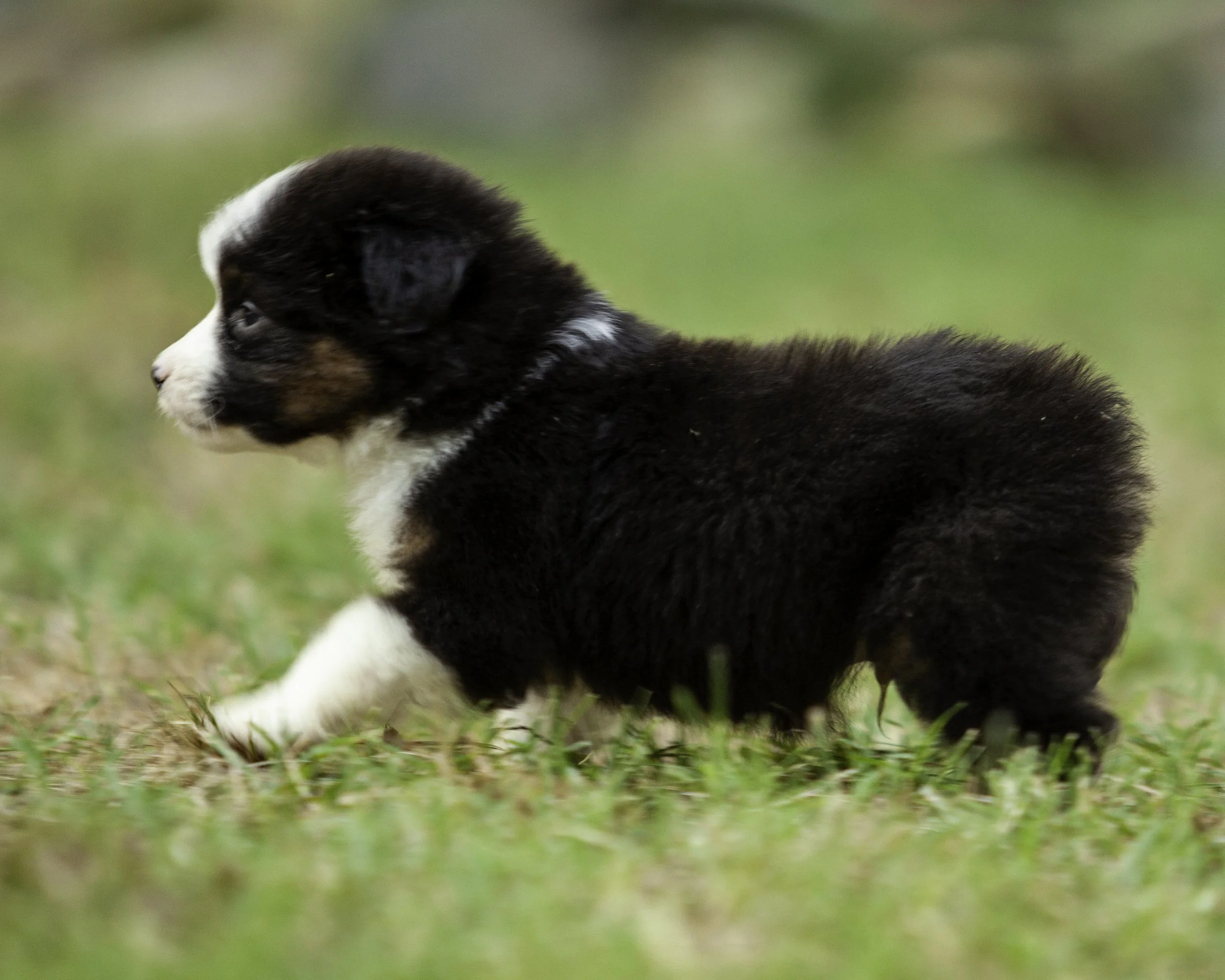 puppies6-12-7757-Edit.jpg
