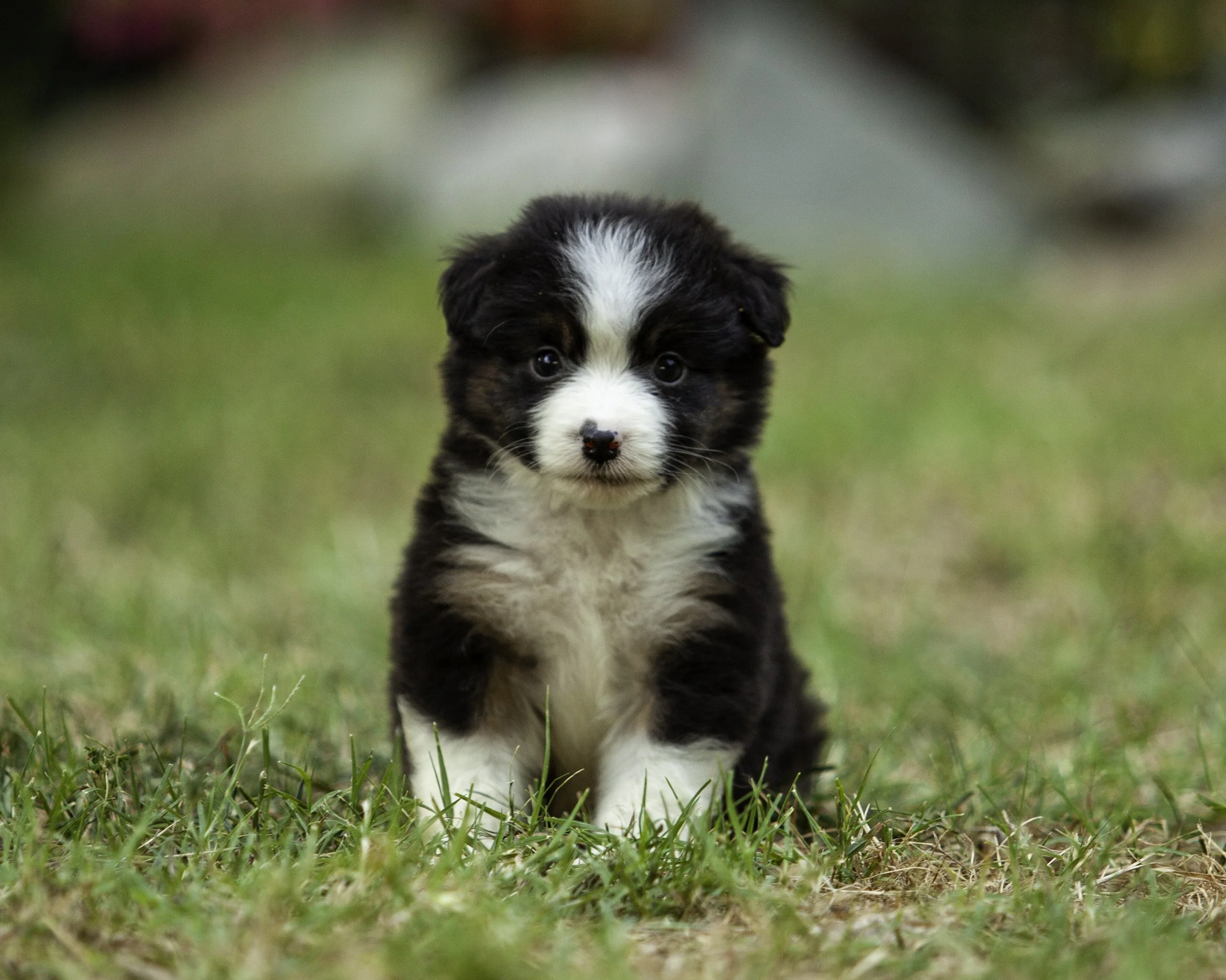 puppies6-12-7776-Edit.jpg