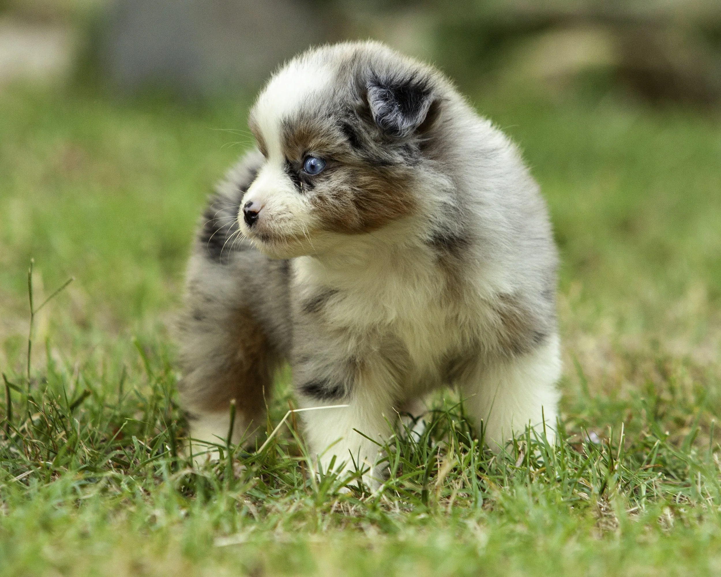 puppies6-12-7558-Edit.jpg