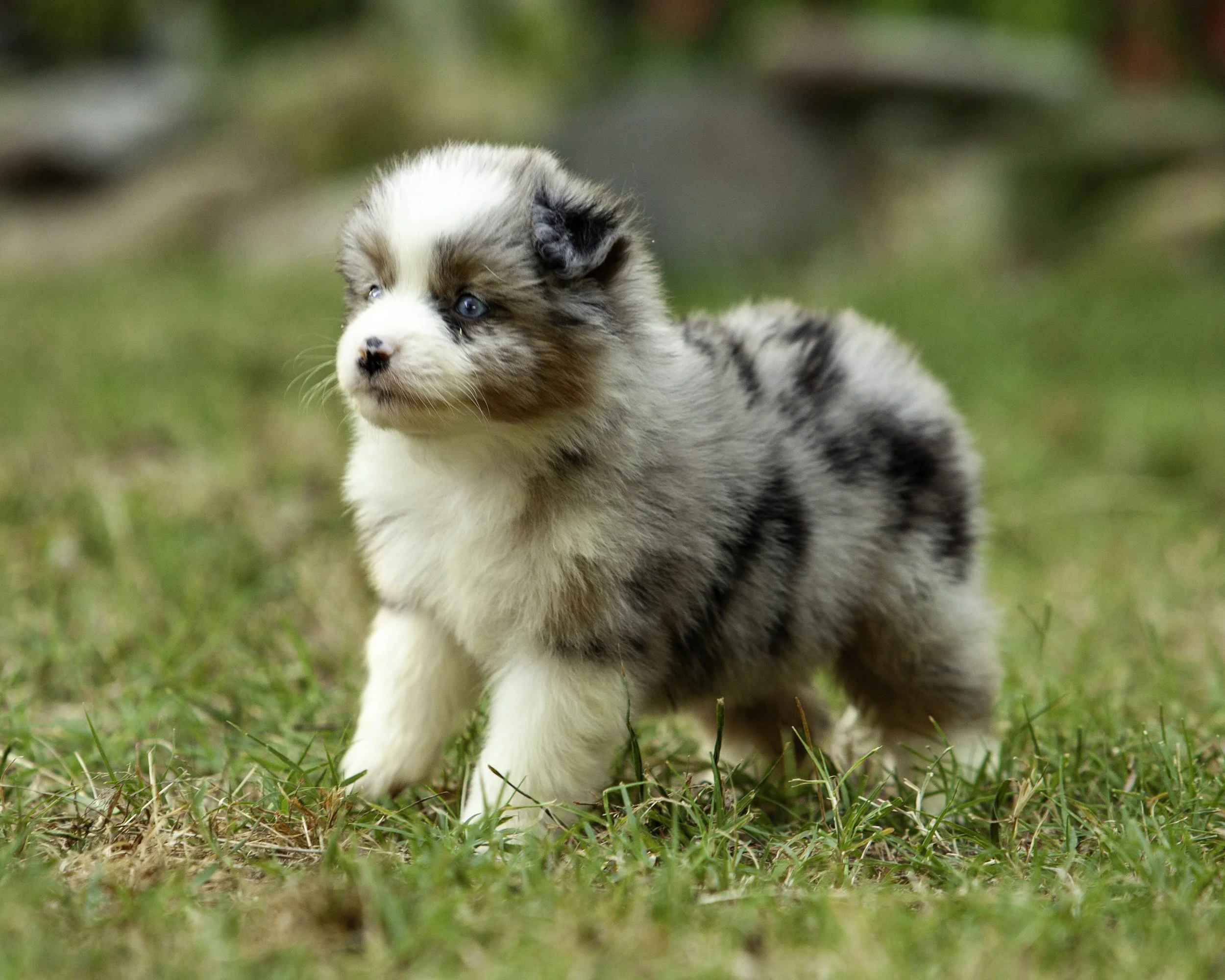 puppies6-12-7564-Edit.jpg