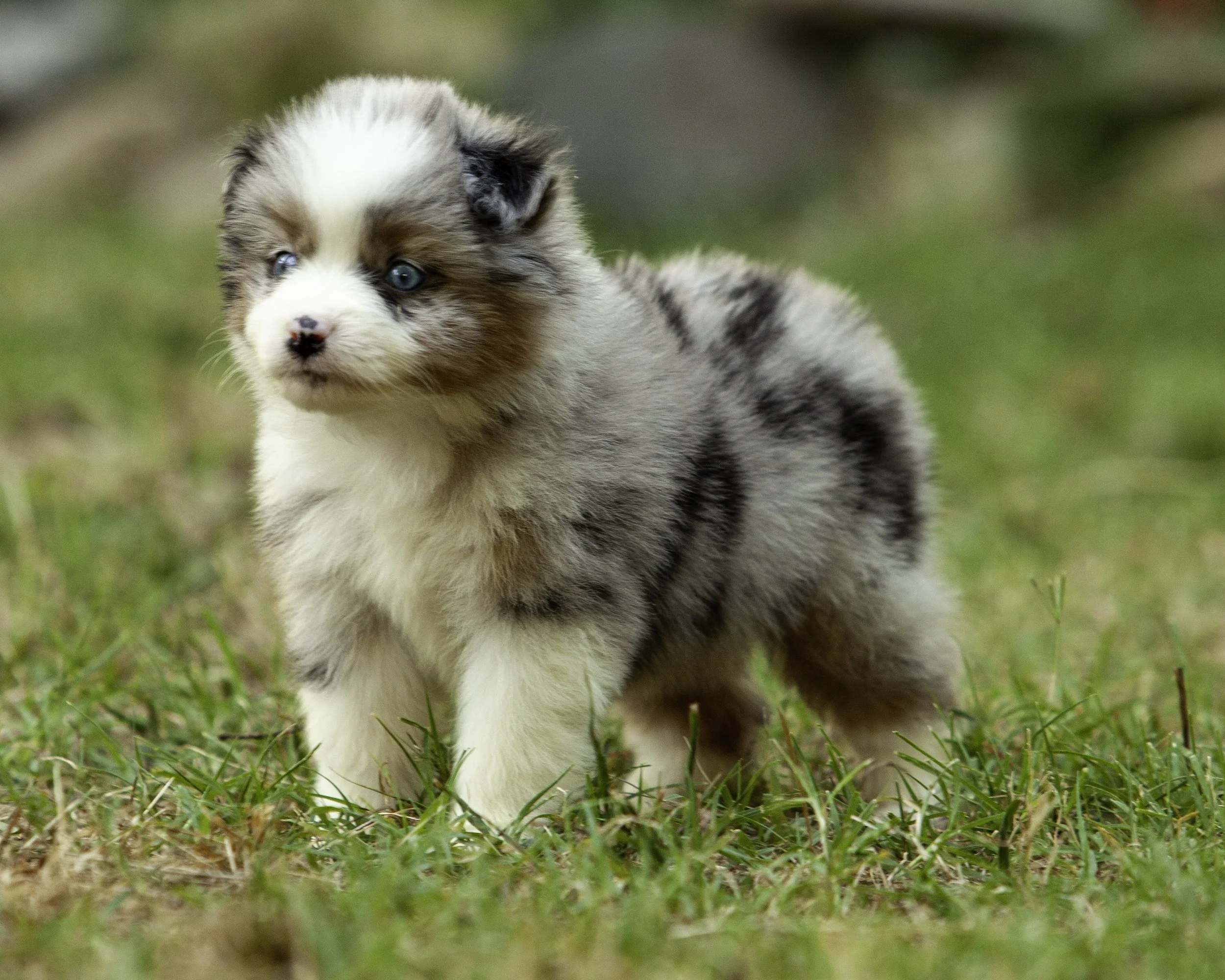 puppies6-12-7567-Edit.jpg