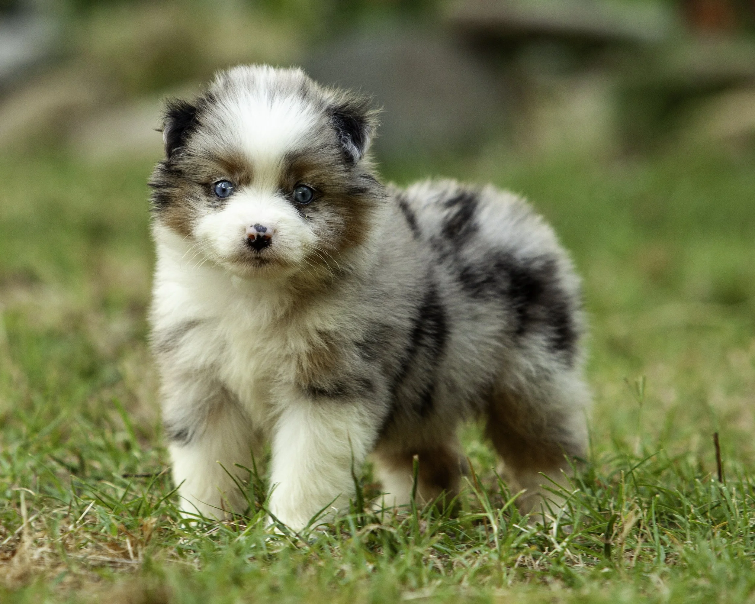 puppies6-12-7568-Edit.jpg