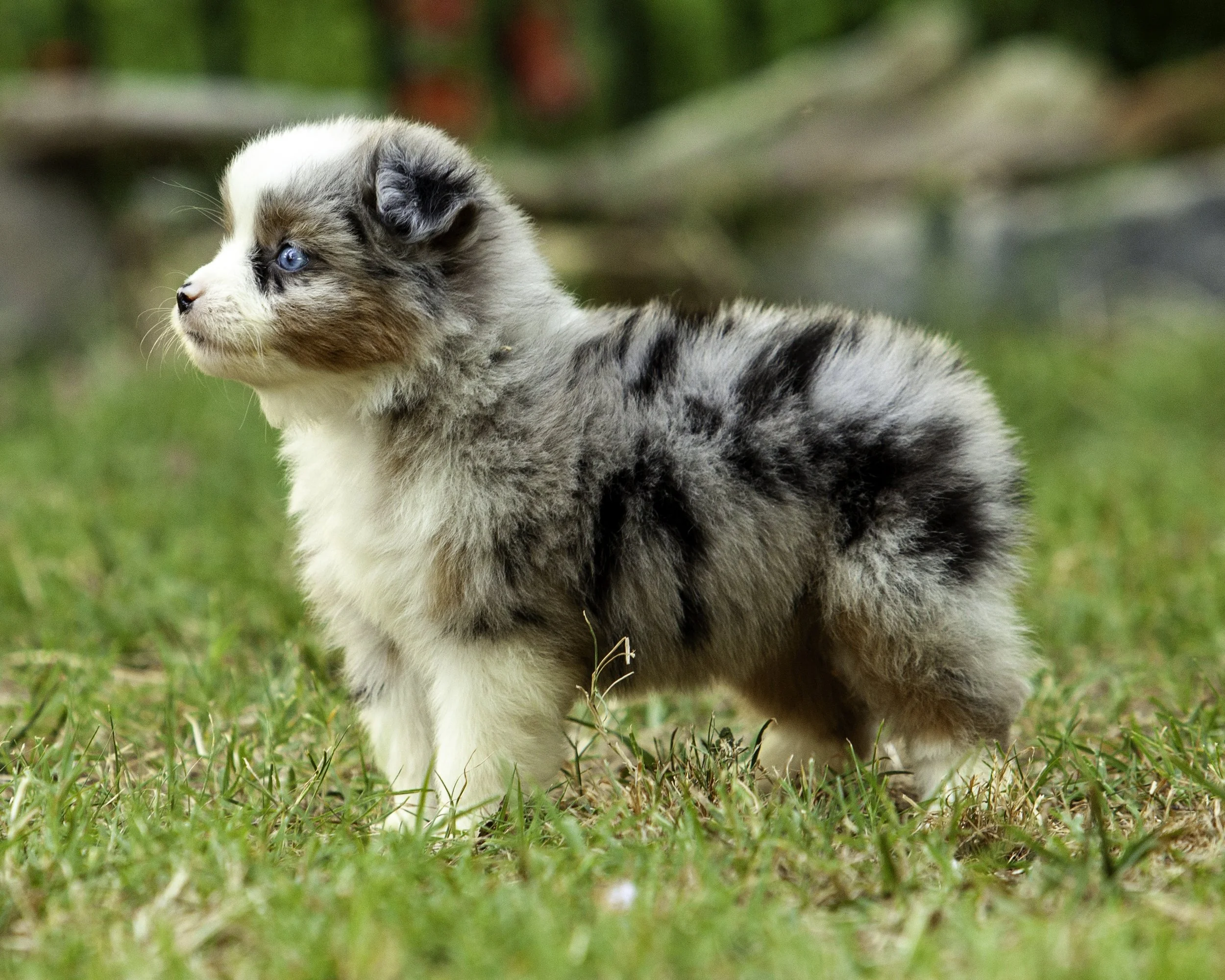 puppies6-12-7579-Edit.jpg