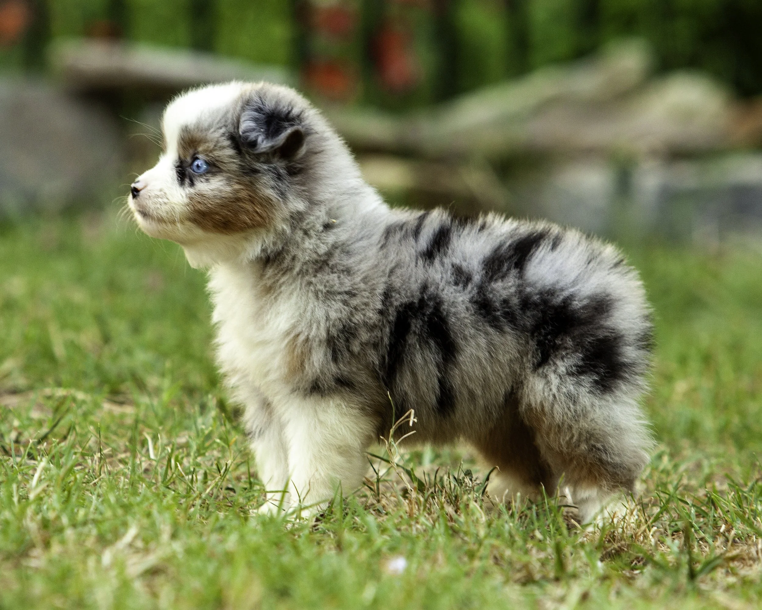 puppies6-12-7580-Edit.jpg