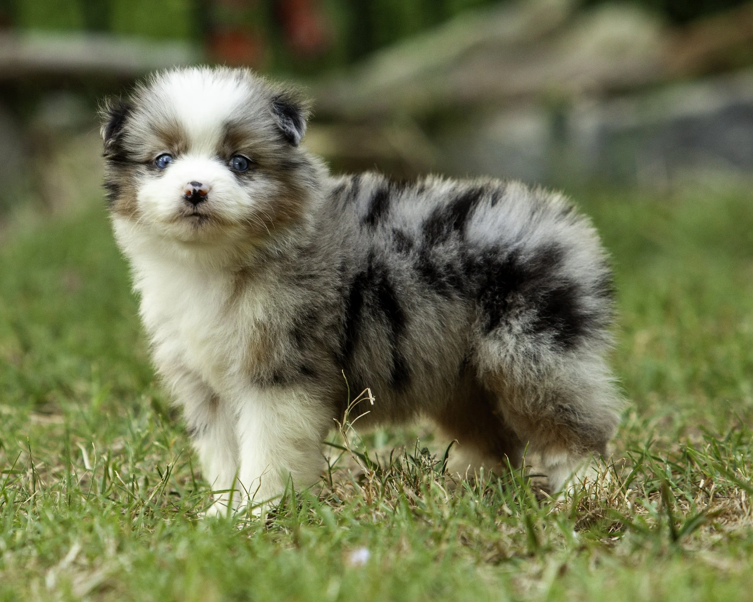 puppies6-12-7583-Edit.jpg