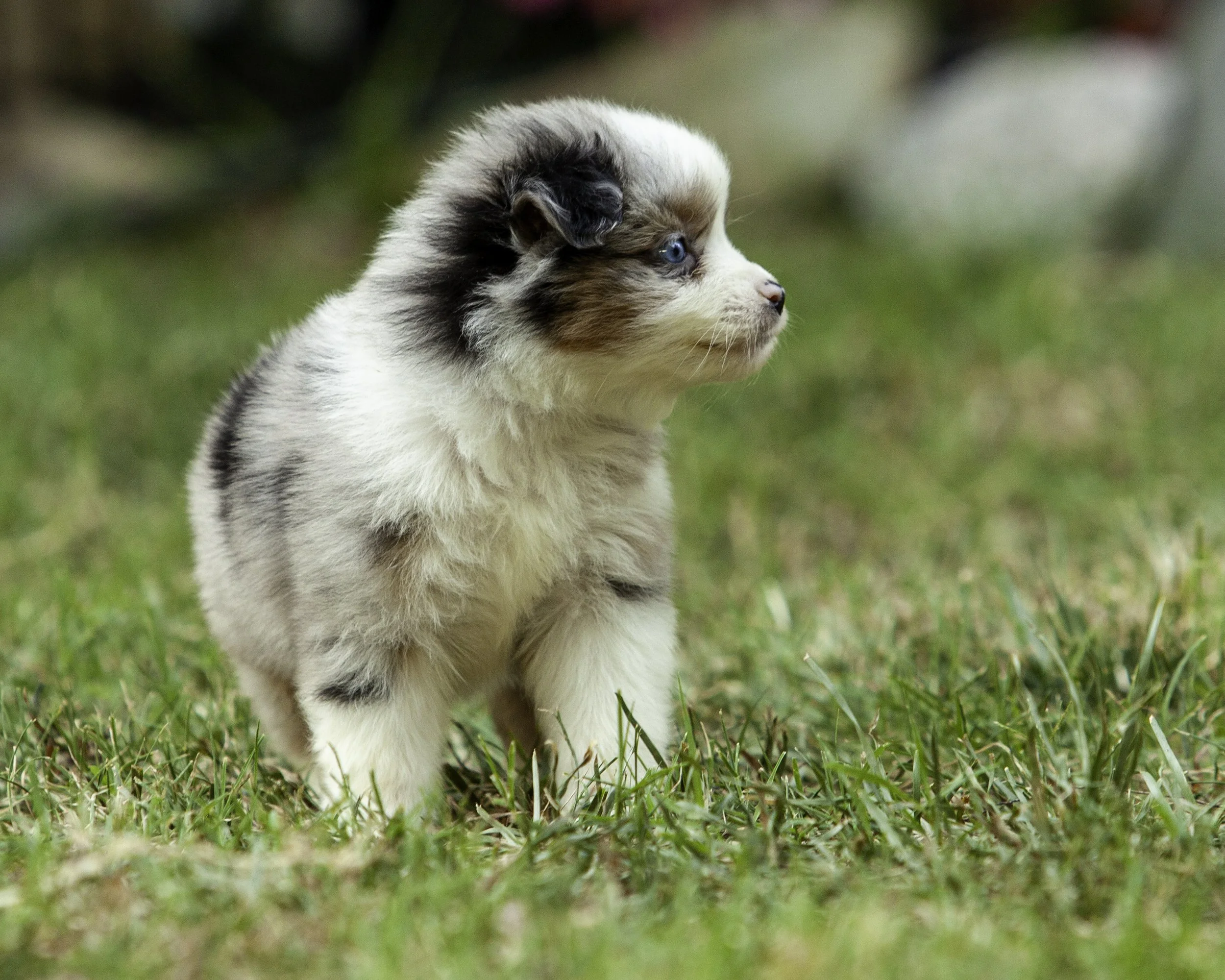 puppies6-12-7605-Edit.jpg