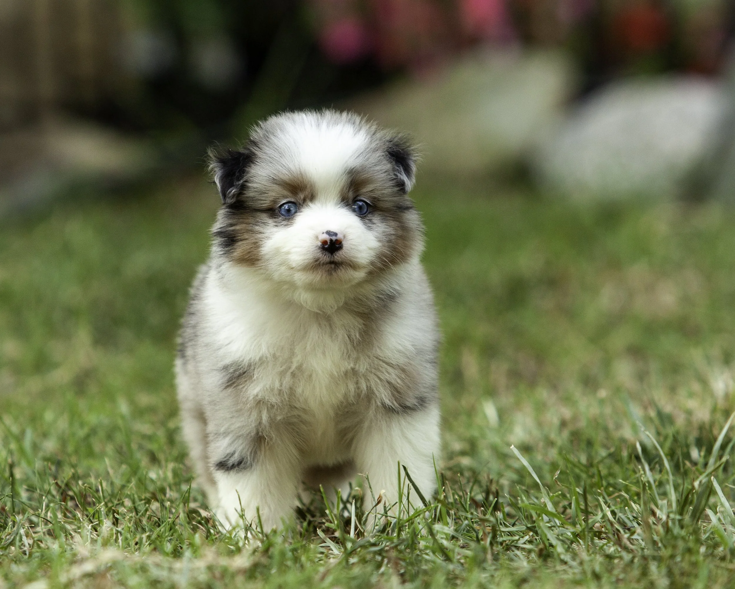 puppies6-12-7609-Edit.jpg