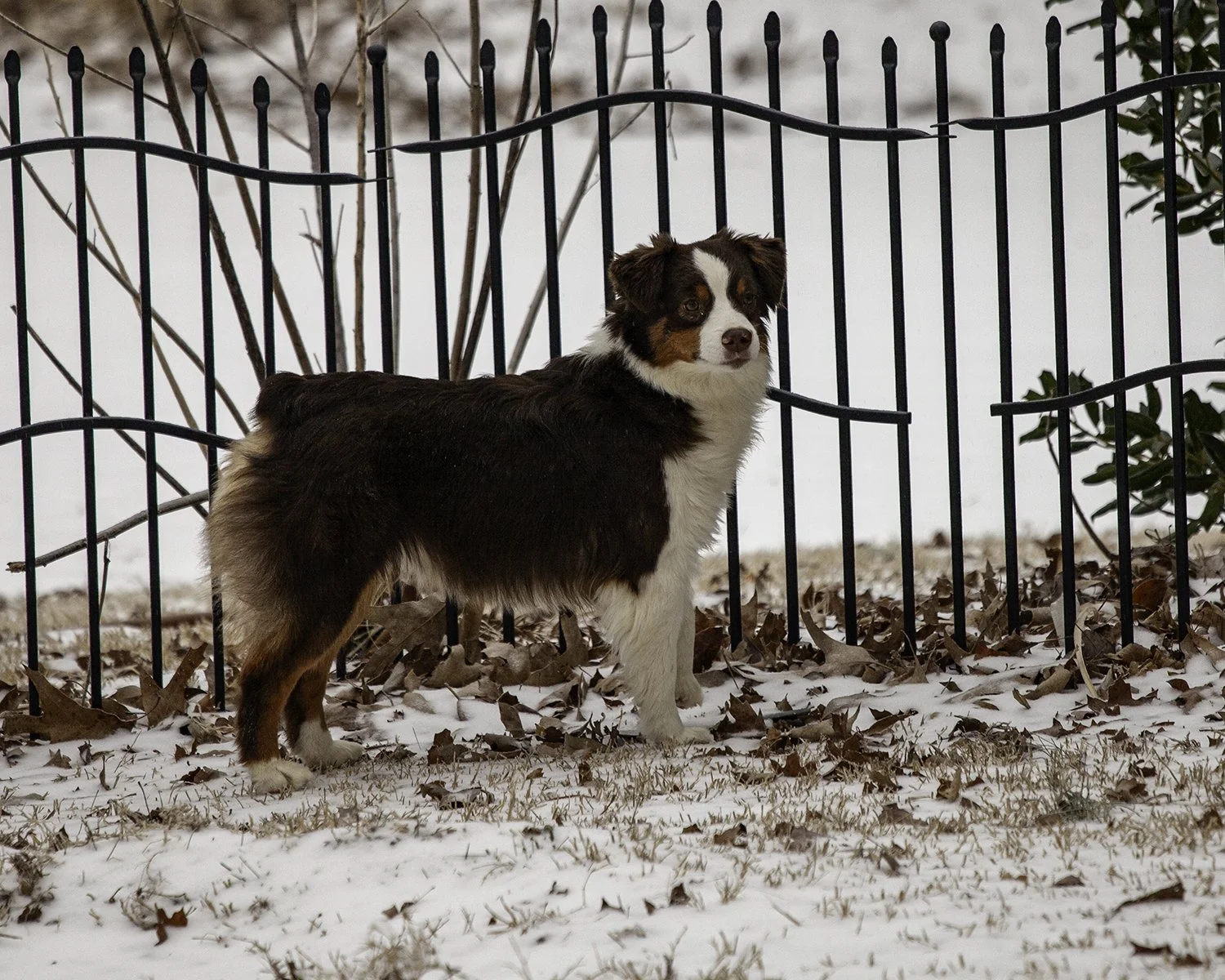 SNOWDOGS (68 of 163)-Edit.jpg
