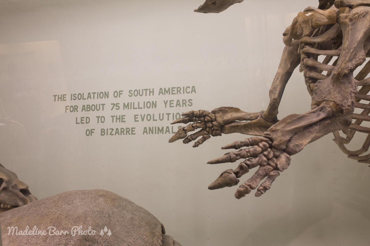 Boston Taxidermy watermark-3.jpg