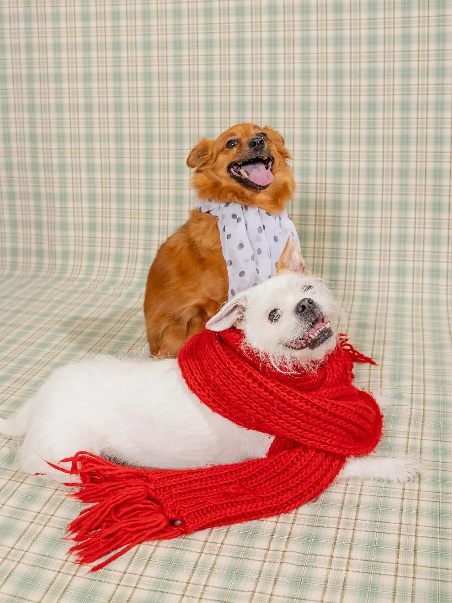 A couple days late, but Merry Christmas from me and mine to you and yours!

These photos from @mariadanielamartinezd are the gift that keeps giving and make me so happy!!

 Hope the holidays are being good to yall 🩷🩷🩷