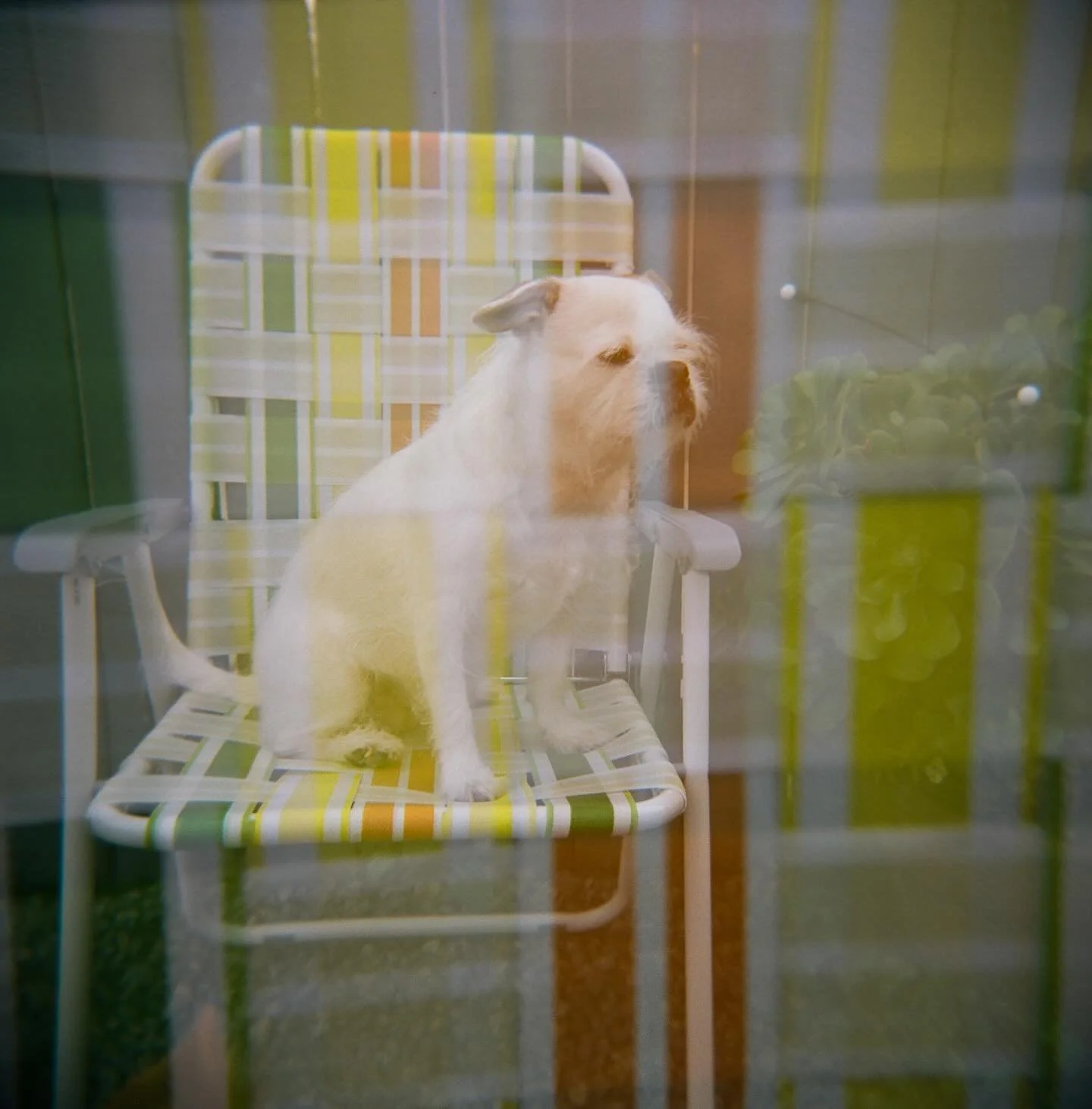 It&rsquo;s my perfect potato baby&rsquo;s birthday!!! I love this squish more than anything in the world!!!!! TO KNOW HER IS TO LOVE HER LOOOOK AT HER!!!!!

#adoptdontshop❤️ #dogsonfilm #dogsofinstagram