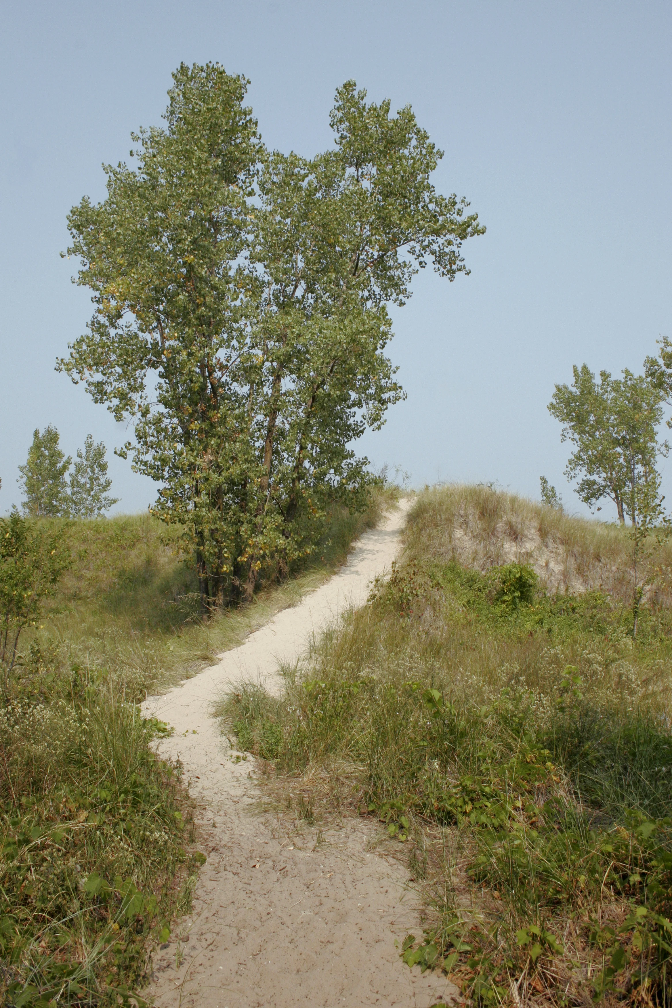 dune1a.jpg