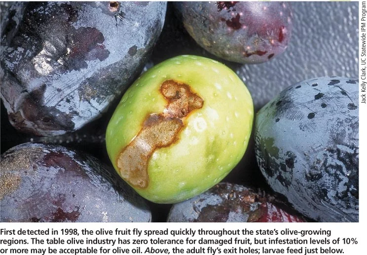 Olives with Fruit Fly Damage. We cannot accept these