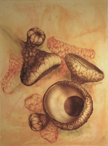 Acorns