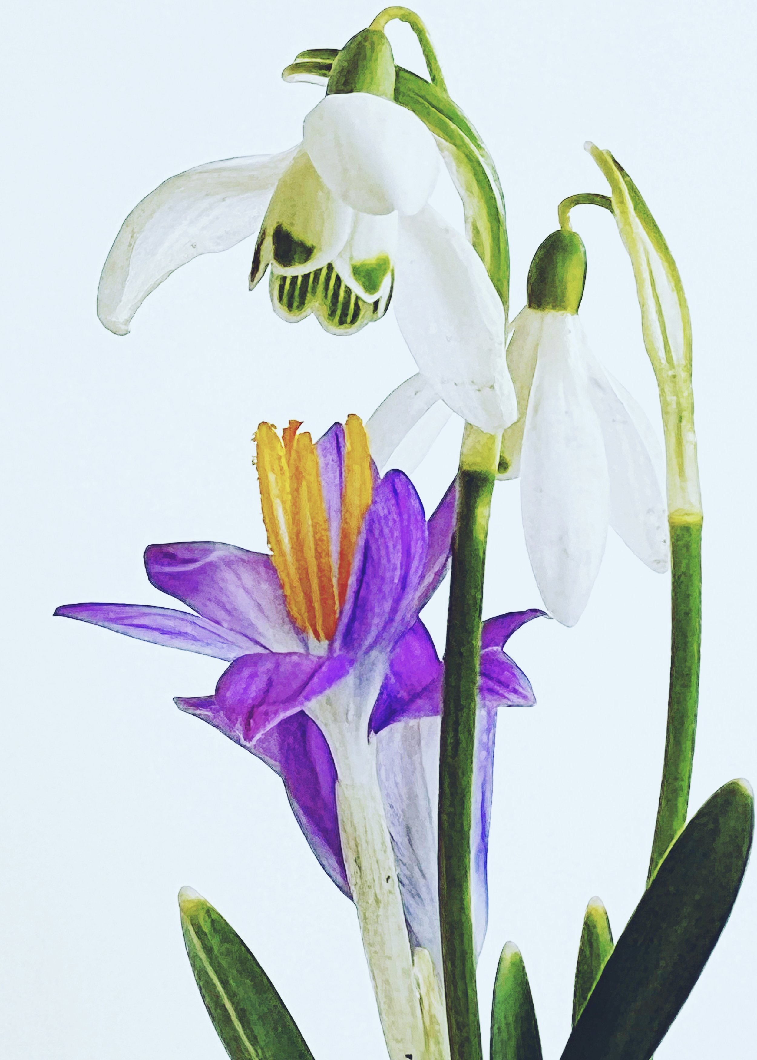 Spring.jpg