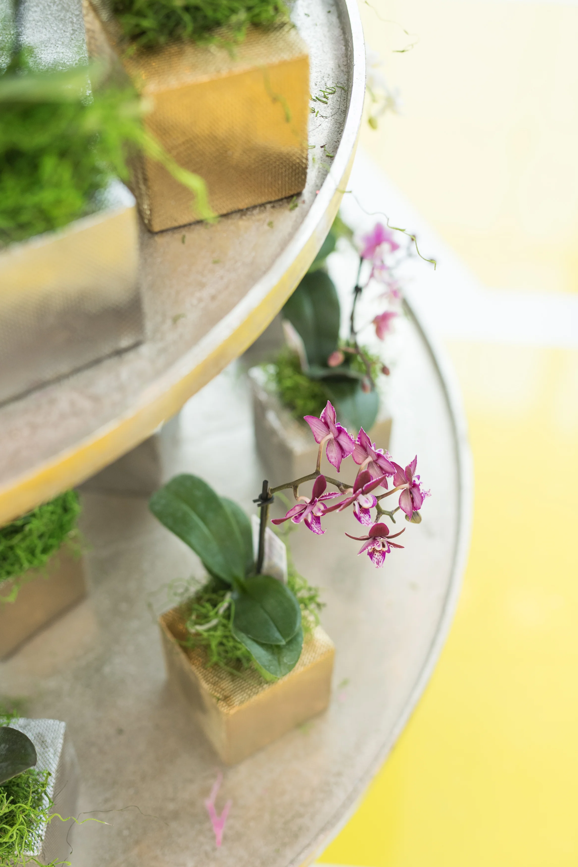 August In Bloom - Flower pots - #SQ1Bridal (Square One Shopping Centre)