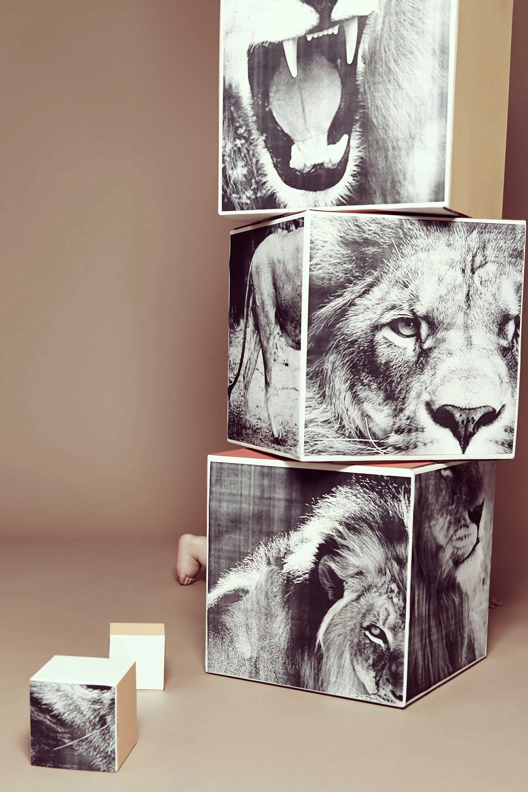 lion4.jpg
