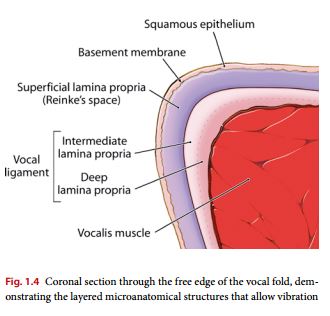This image is pulled from Springer online: Operative Techniques in Laryngology