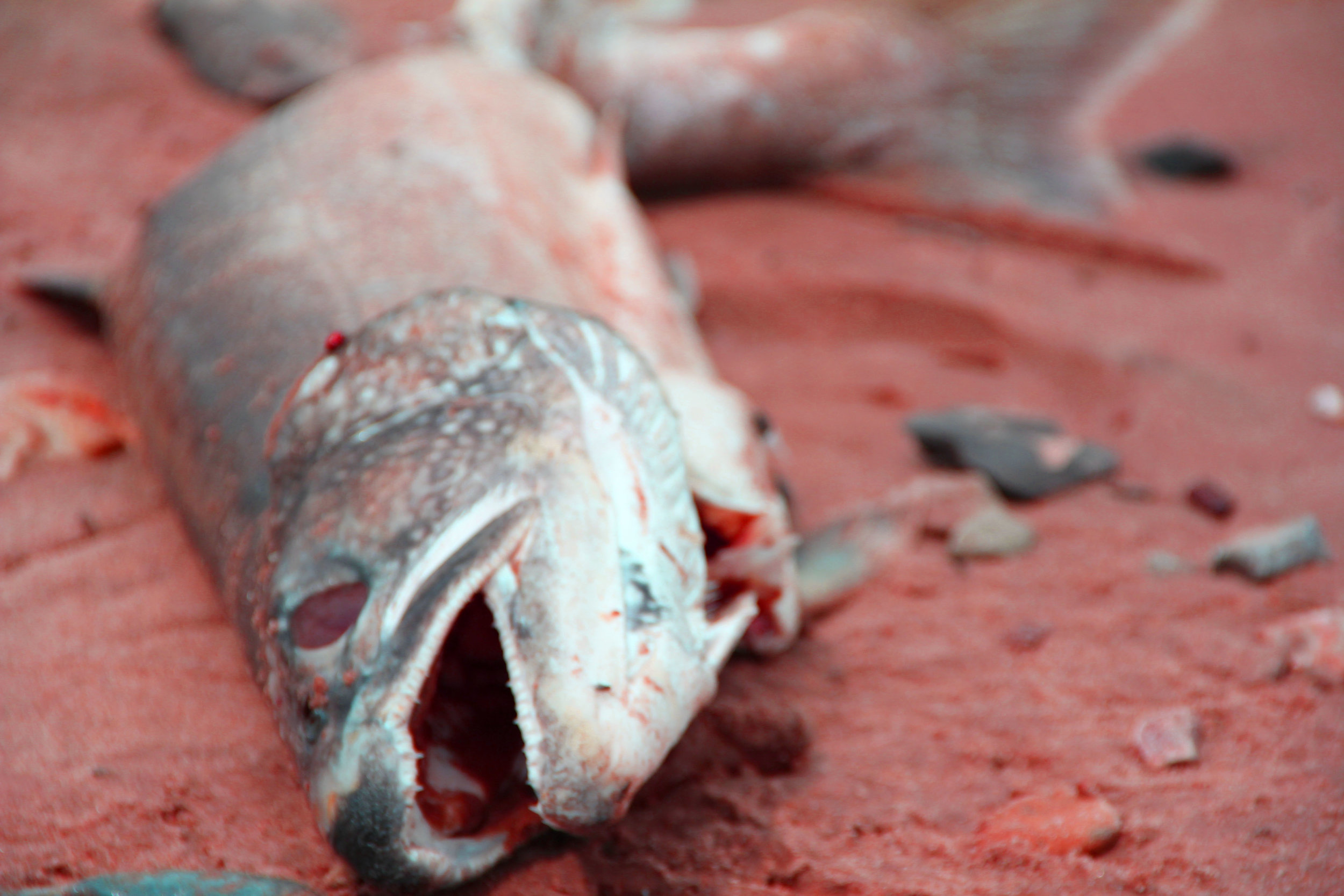Fish.jpg