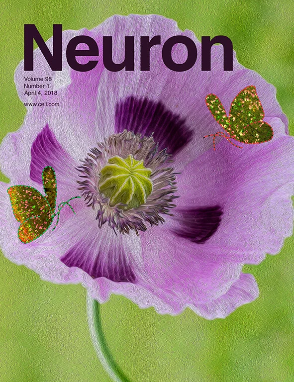 Functional Divergence of Delta and Mu Opioid Receptor Organization in CNS Pain Circuits Wang et al. Neuron. 2018 (cover) Cellular interactions between delta and mu opioid receptors (DORs and MORs), including heteromerization, are thought to regulate opioid analgesia. However, the identity of the nociceptive neurons in which such interactions could occur in vivo remains elusive. Here we show that DOR-MOR co-expression is limited to small populations of excitatory interneurons and projection neurons in the spinal cord dorsal horn and unexpectedly predominates in ventral horn motor circuits. Similarly, DOR-MOR co-expression is rare in parabrachial, amygdalar, and cortical brain regions processing nociceptive information. We further demonstrate that in the discrete DOR-MOR co-expressing nociceptive neurons, the two receptors internalize and function independently. Finally, conditional knockout experiments revealed that DORs selectively regulate mechanical pain by controlling the excitability of somatostatin-positive dorsal horn interneurons. Collectively, our results illuminate the functional organization of DORs and MORs in CNS pain circuits and reappraise the importance of DOR-MOR cellular interactions for developing novel opioid analgesics.