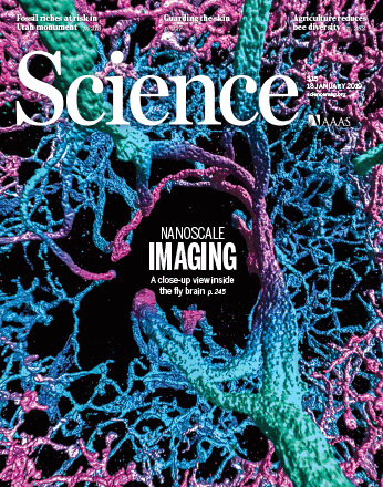 An amygdalar neural ensemble that encodes the unpleasantness of pain Corder et al. Science . 2019 + Supplemental Materials Pain is an unpleasant experience. How the brain’s affective neural circuits attribute this aversive quality to nociceptive information remains unknown. By means of time-lapse in vivo calcium imaging and neural activity manipulation in freely behaving mice encountering noxious stimuli, we identified a distinct neural ensemble in the basolateral amygdala that encodes the negative affective valence of pain. Silencing this nociceptive ensemble alleviated pain affective-motivational behaviors without altering the detection of noxious stimuli, withdrawal reflexes, anxiety, or reward. Following peripheral nerve injury, innocuous stimuli activated this nociceptive ensemble to drive dysfunctional perceptual changes associated with neuropathic pain, including pain aversion to light touch (allodynia). These results identify the amygdalar representations of noxious stimuli that are functionally required for the negative affective qualities of acute and chronic pain perception.
