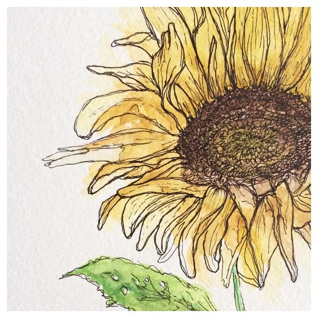 Sunflower: A Close-Up