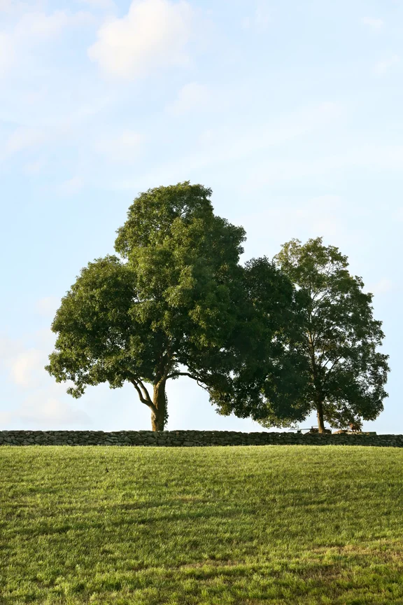 Kriativ_Co_Photographer_Photography_Commercial_Location_Travel_Hills_Tree_Connecticut.jpg
