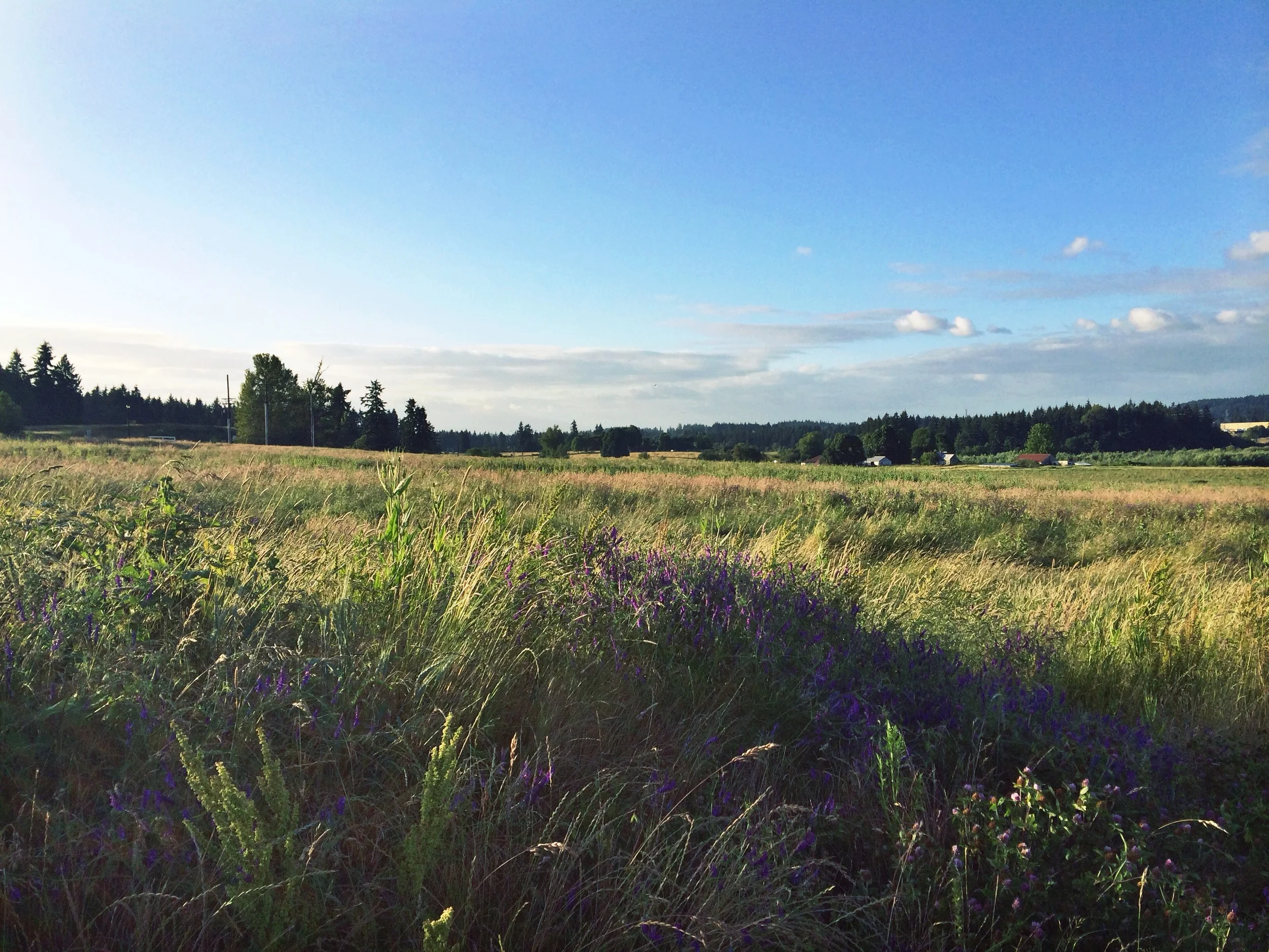 openfield.jpg